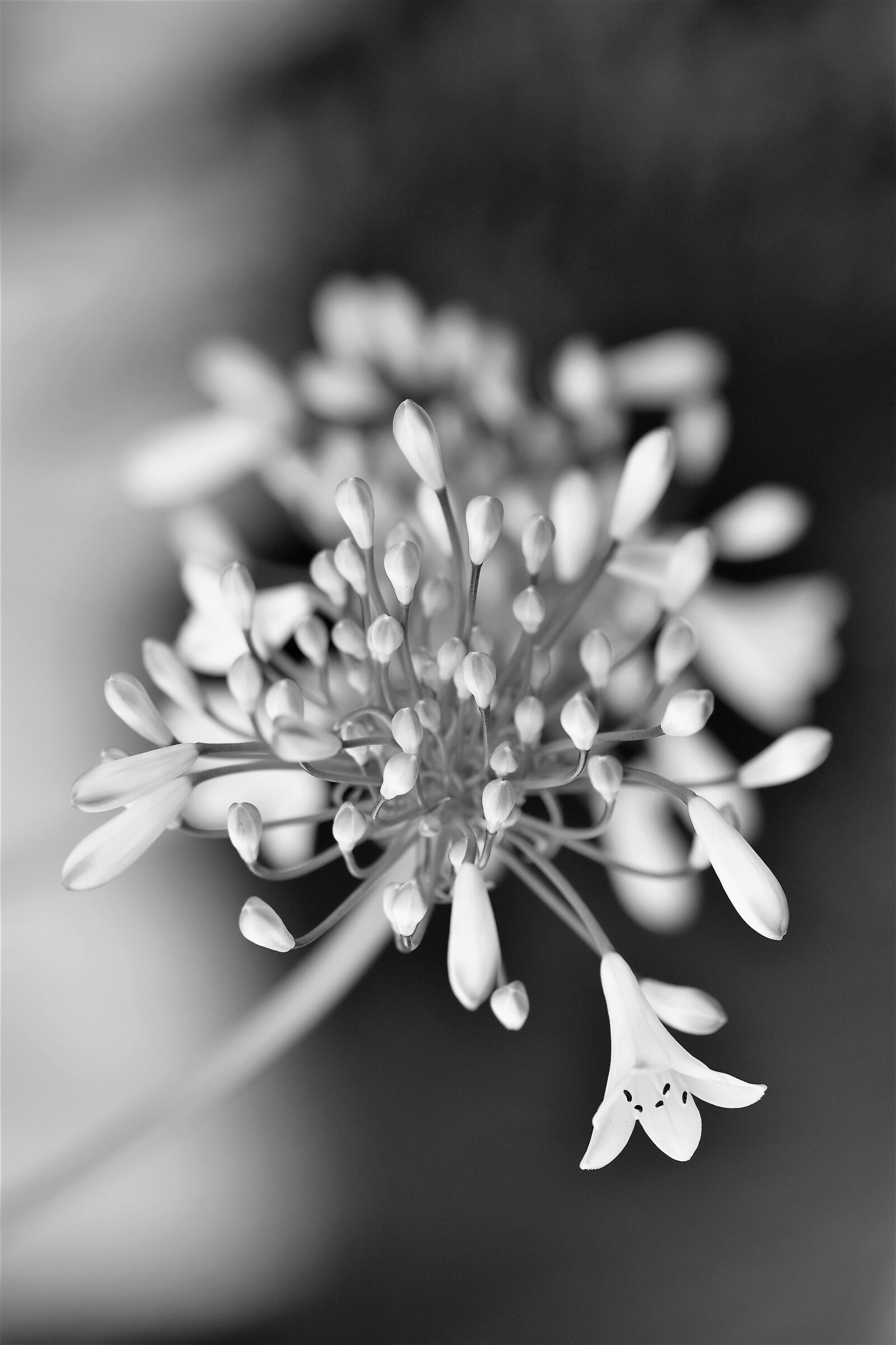 Nikon D5500 sample photo. Black and white, flower photography
