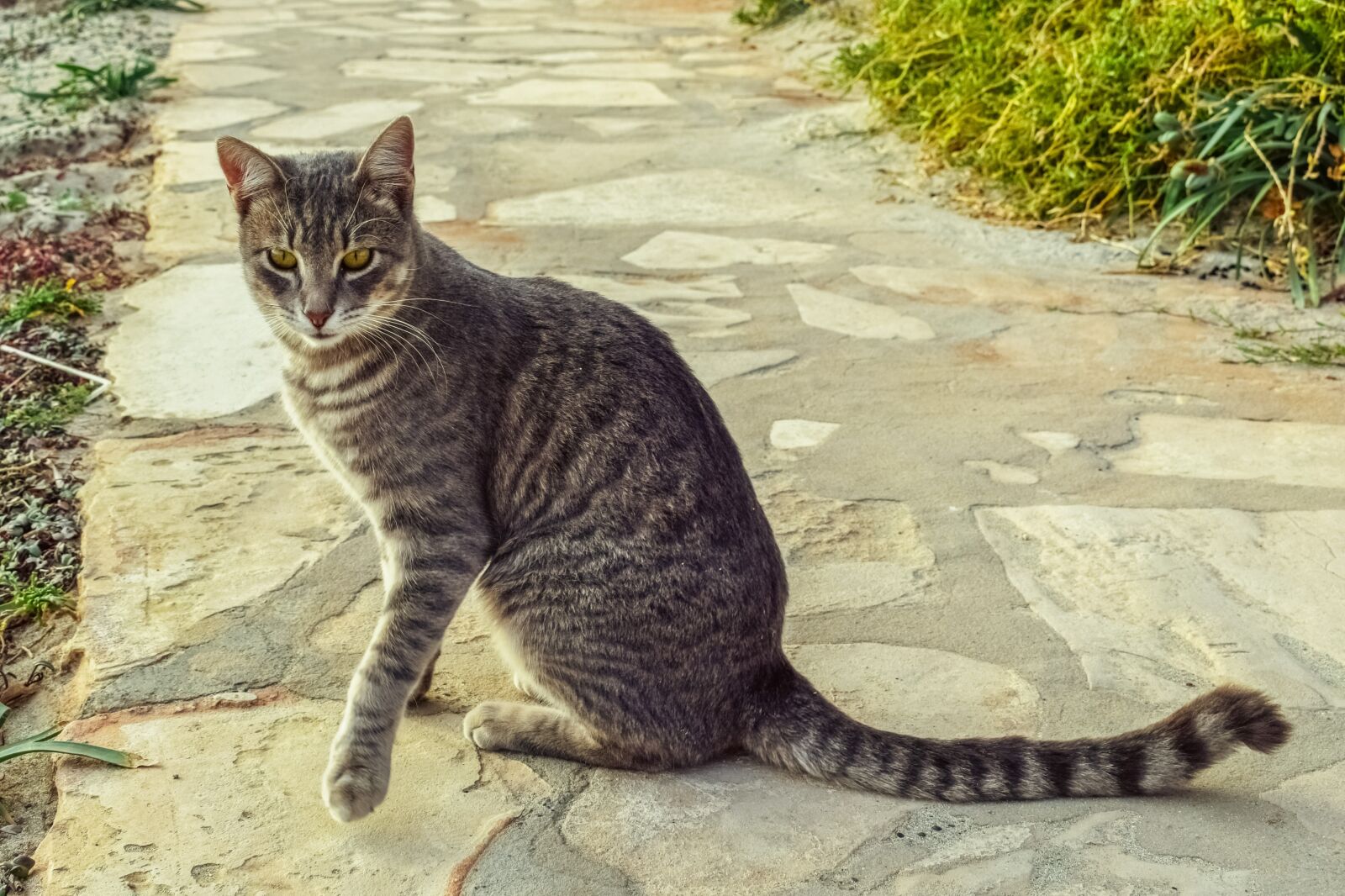 Nikon D3300 sample photo. Cat, stray, tabby photography