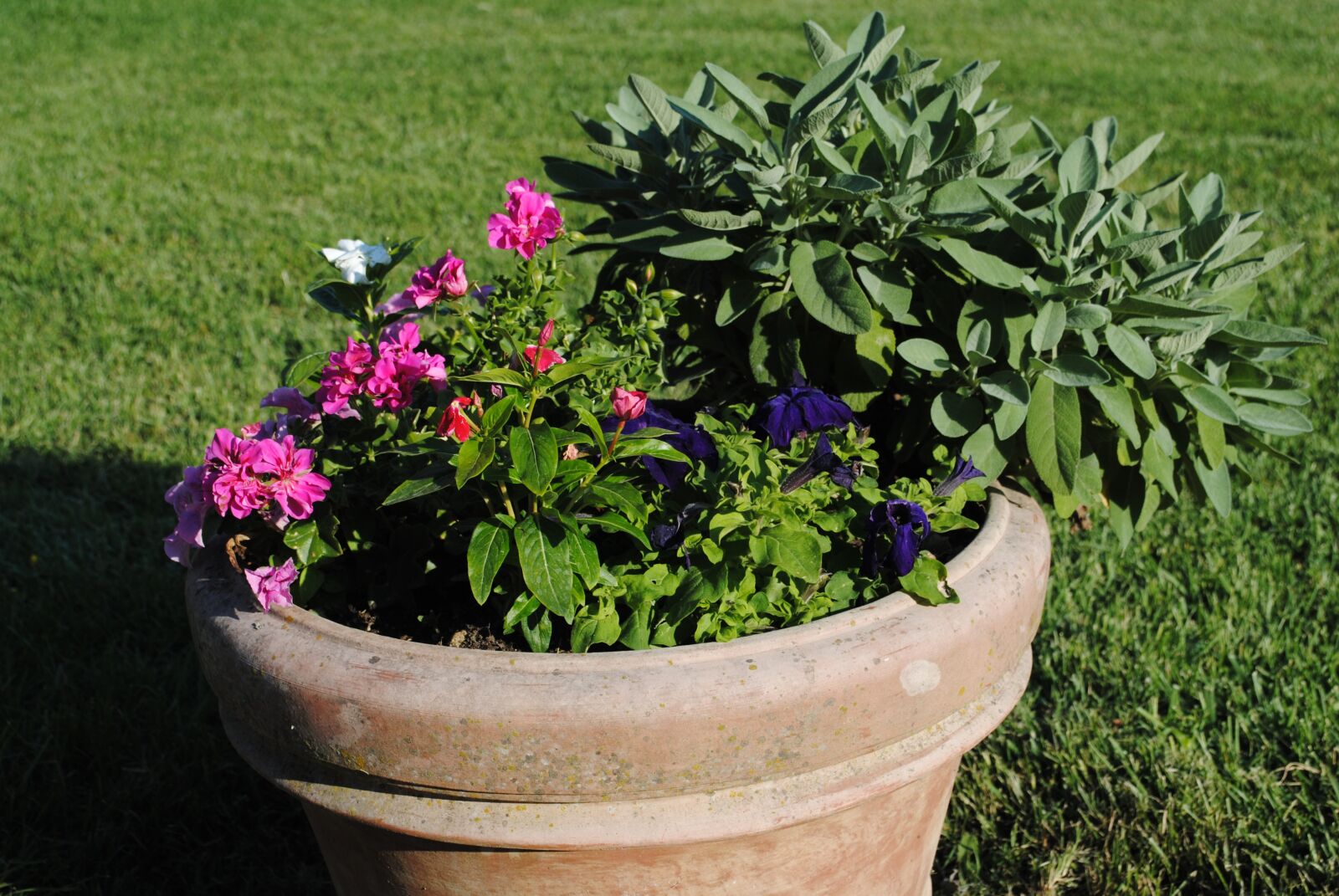 Nikon D3000 sample photo. Flowers, potty, grass photography