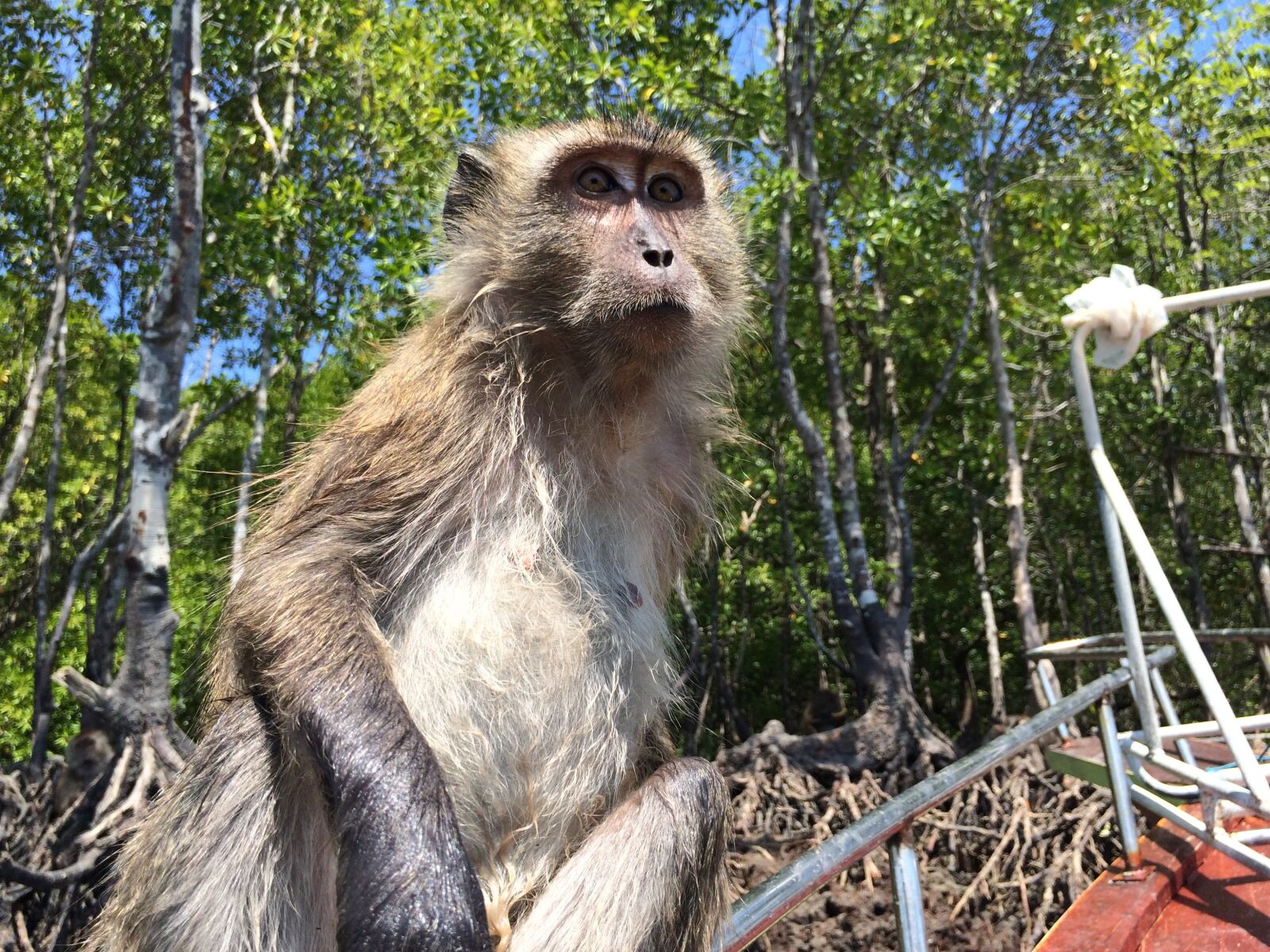 Apple iPhone 5s sample photo. Monkey, thailand, intelligent photography