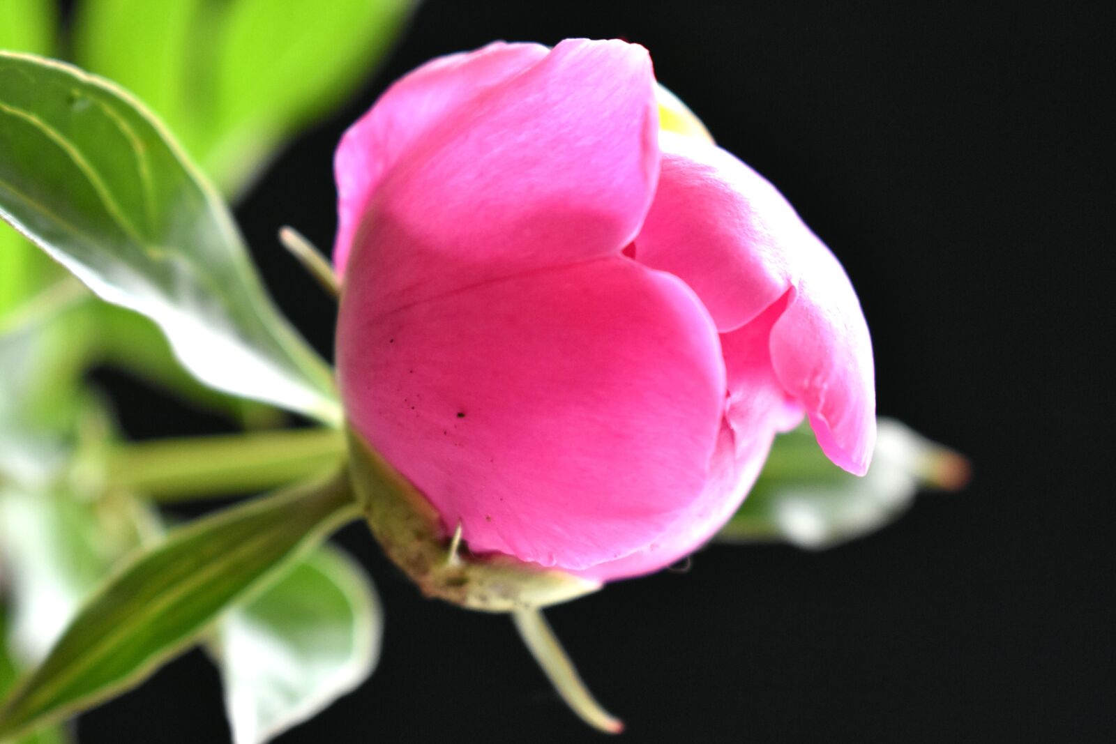Nikon D3400 sample photo. Peony, bud, gentle photography
