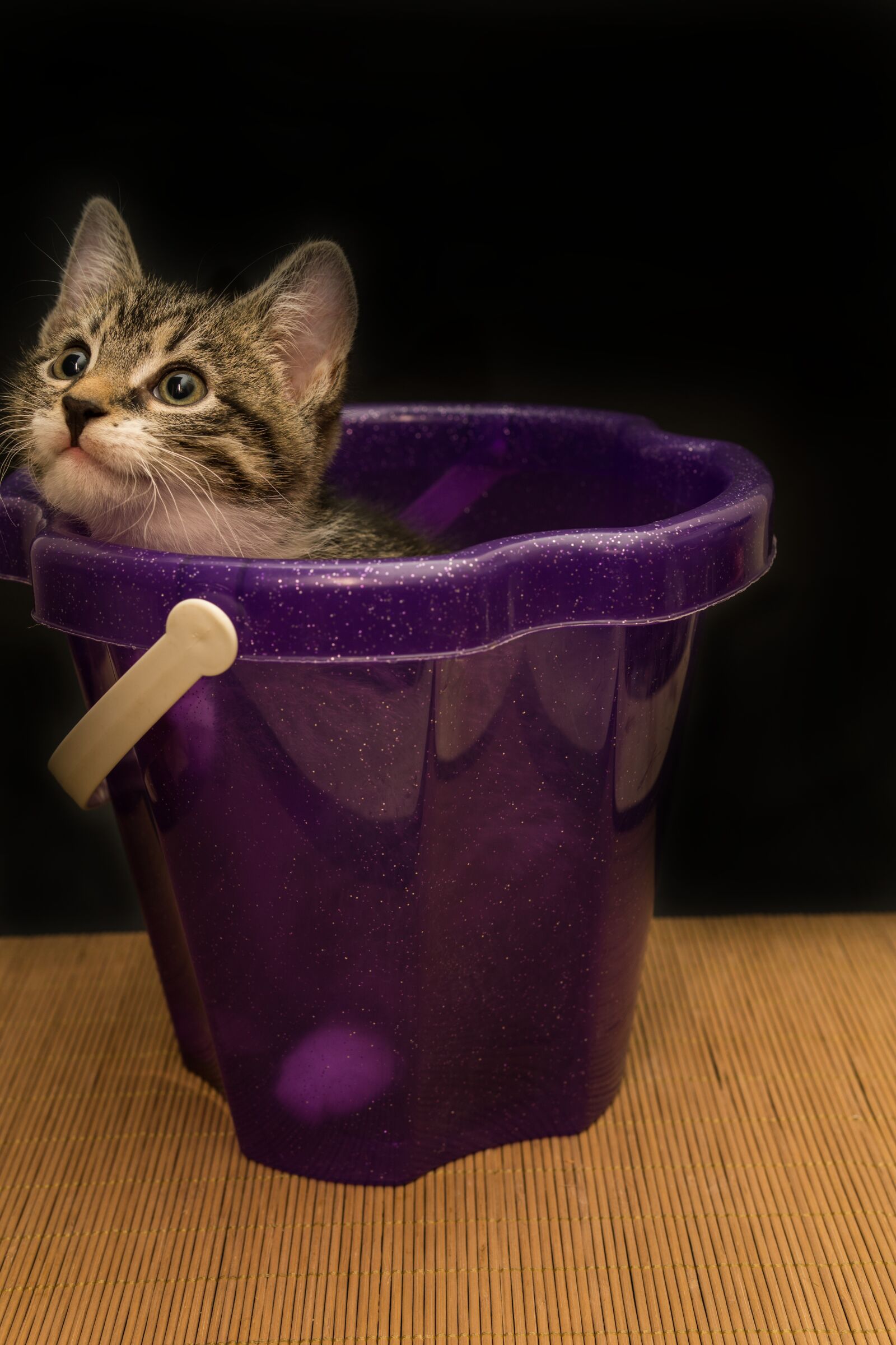 30mm F1.4 DC DN | Contemporary 016 sample photo. Cat, small, mackerel photography
