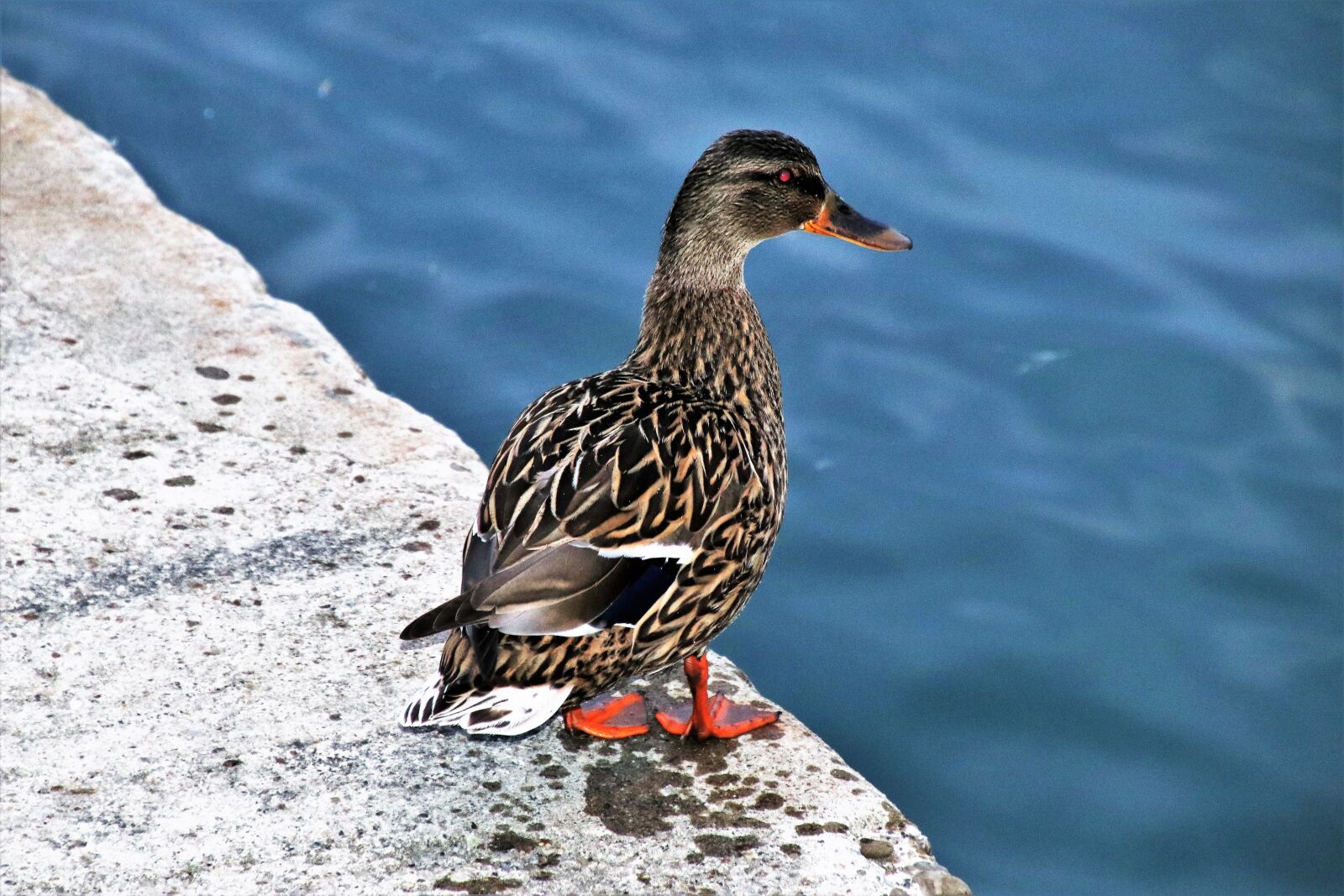 Canon EOS 80D sample photo. Duck, gray, beach photography