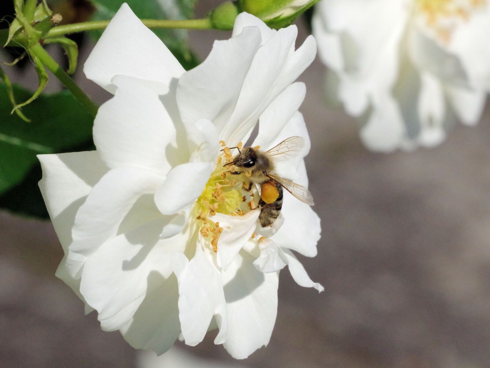 Pentax K-70 sample photo. Rose, bee, pollen photography