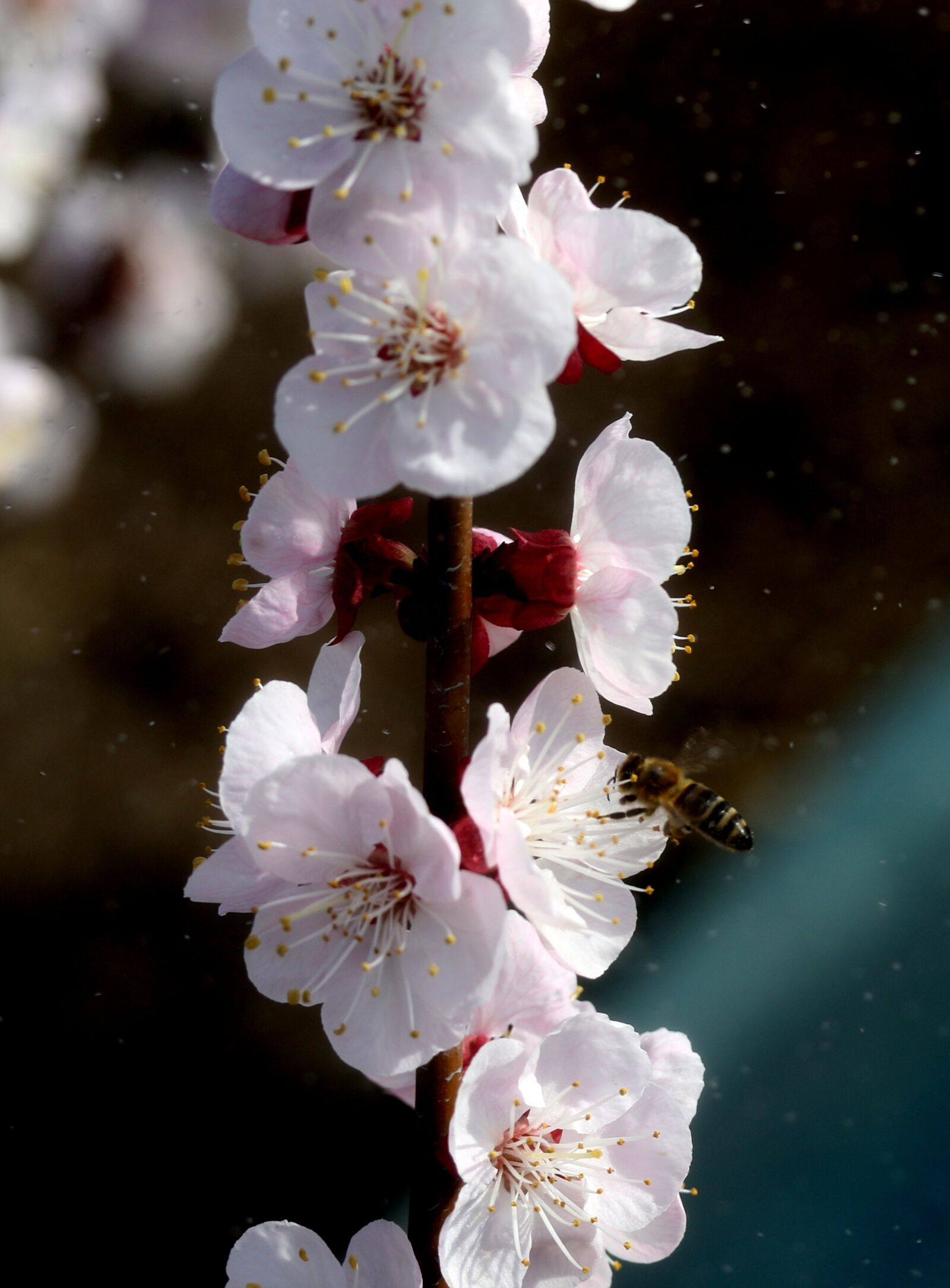 Canon EF-S 60mm F2.8 Macro USM sample photo. Flowers, white, spring photography