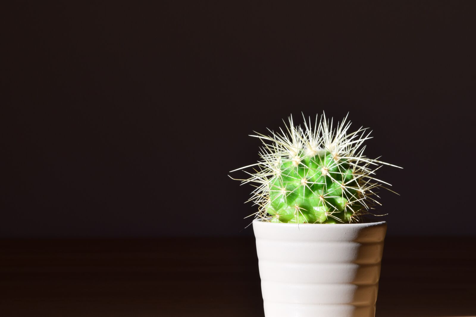 Nikon D3300 sample photo. Cactus, flowerpot, plant photography