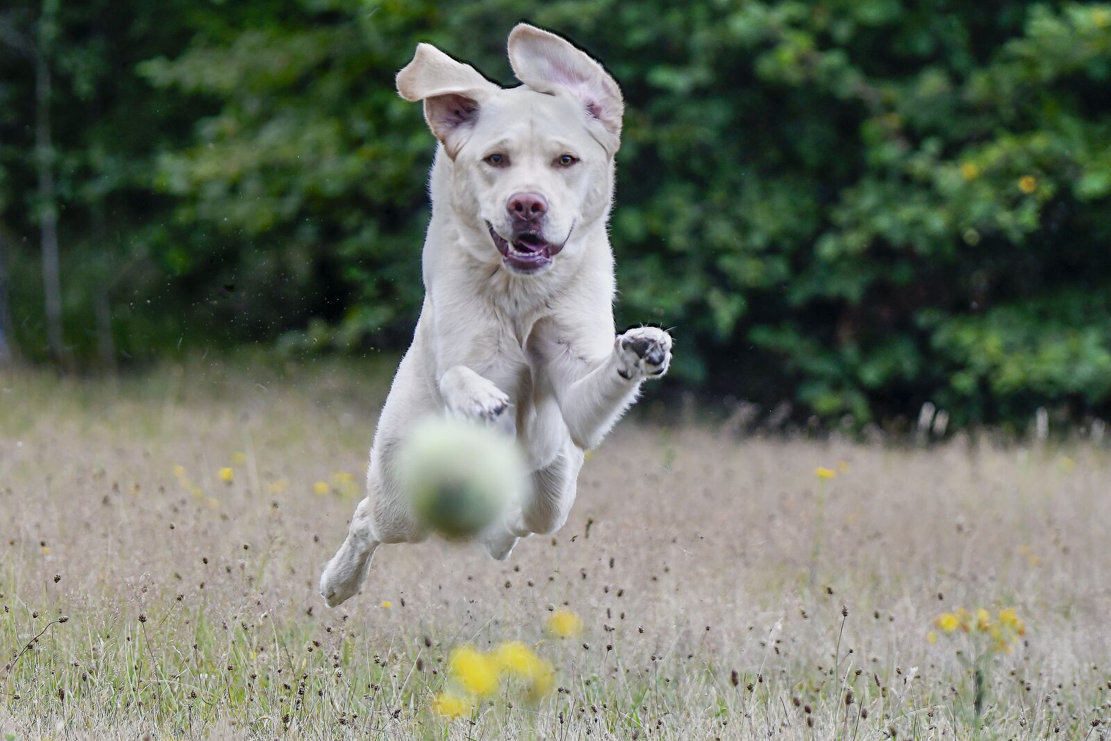 Nikon D500 sample photo. Labrador, retriever, racing photography
