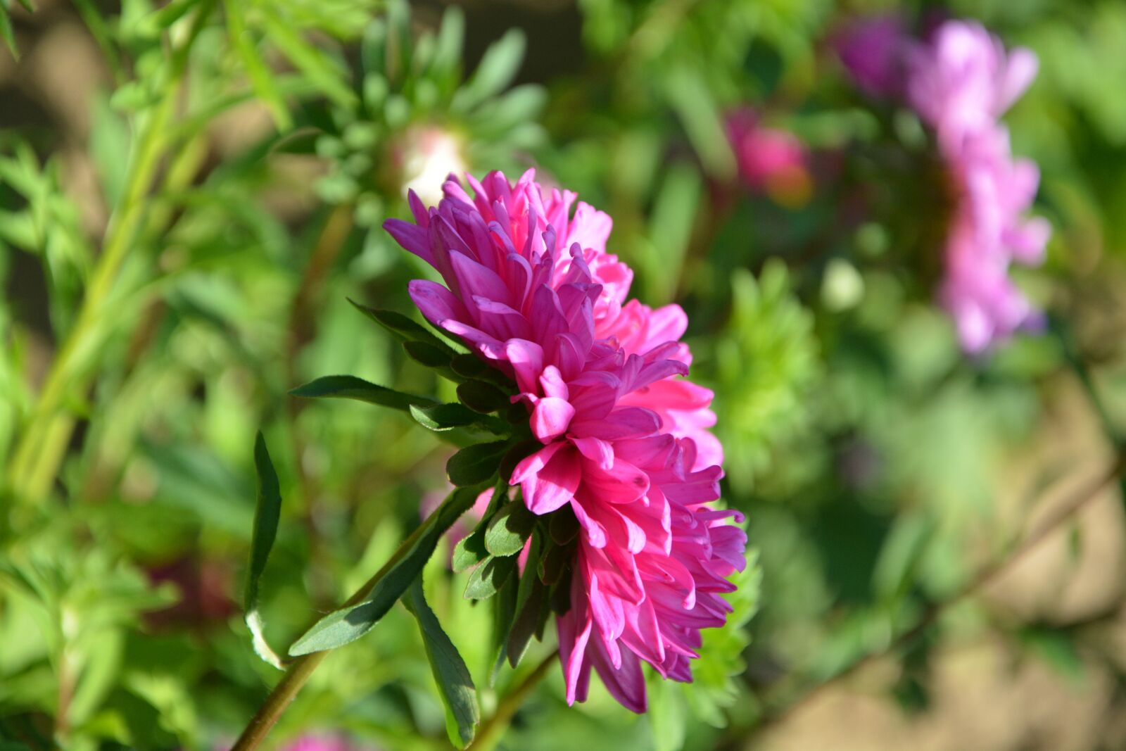 Nikon D5200 sample photo. Flower, profile of flower photography