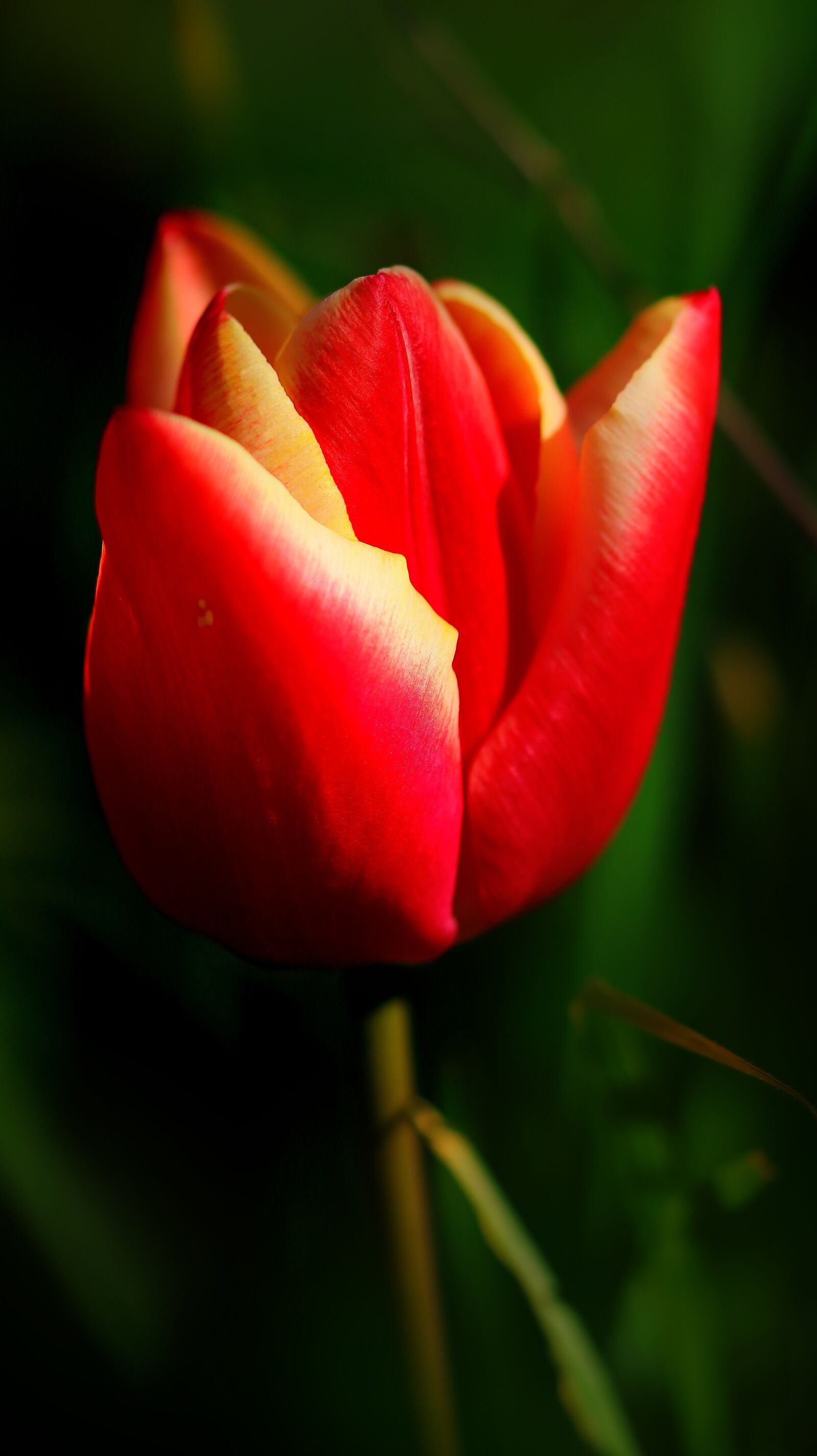 Canon EOS M50 (EOS Kiss M) sample photo. Tulip, flower, blossom photography