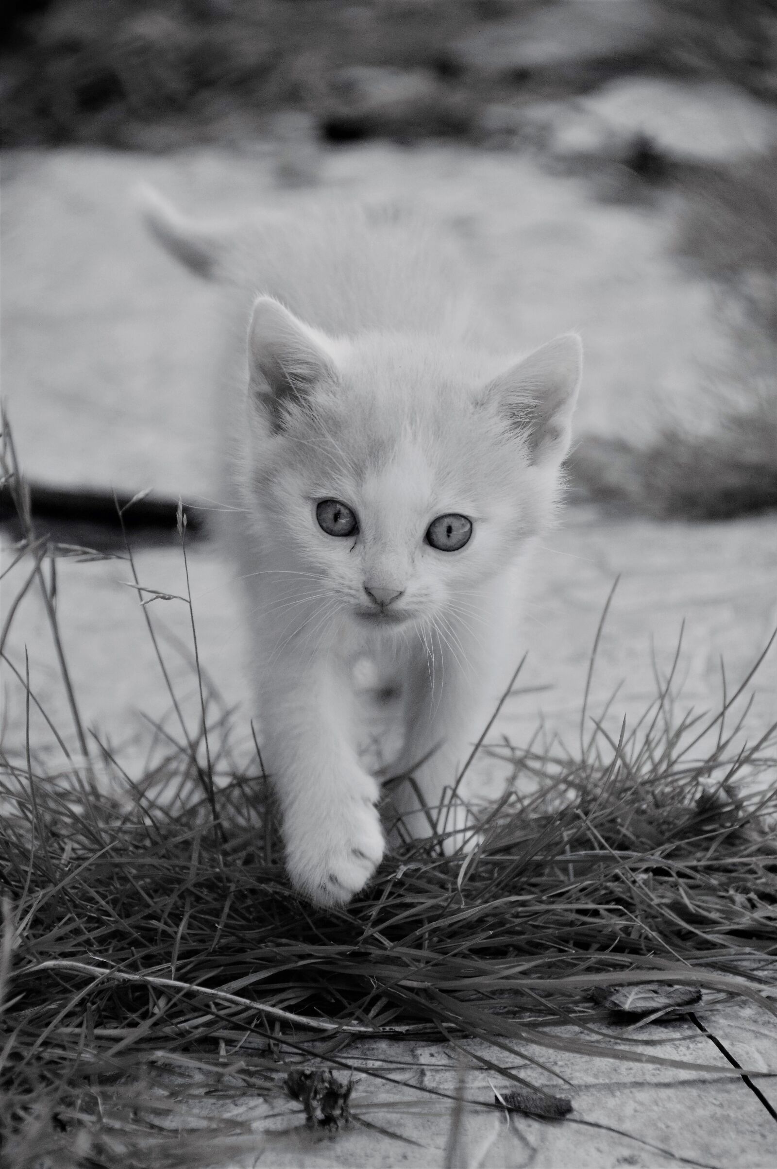 Nikon D3200 sample photo. Kitten, cat, feline photography