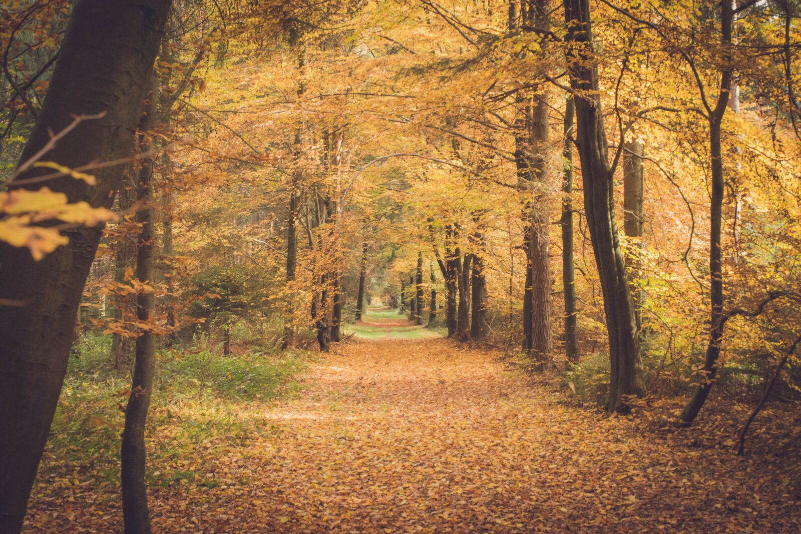 Nikon D5300 sample photo. Autumn, forest, leaves photography