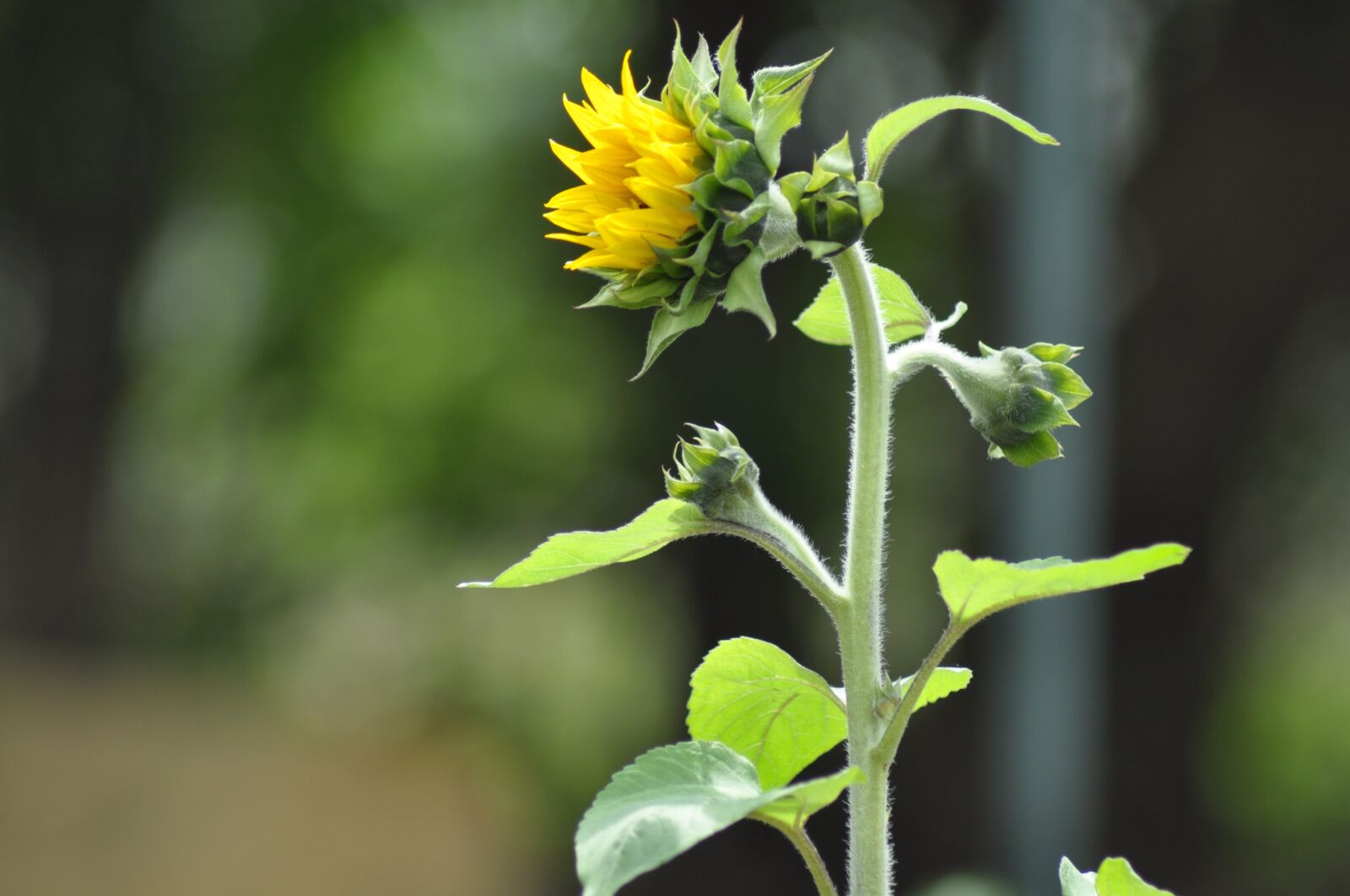 Nikon D90 sample photo. Sunflower, community garden, community photography