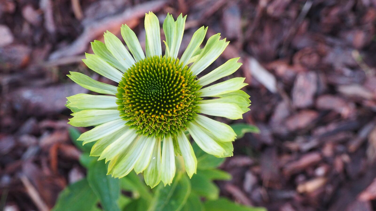 Olympus OM-D E-M1 + OLYMPUS M.12-50mm F3.5-6.3 sample photo. Flower, nature, green photography