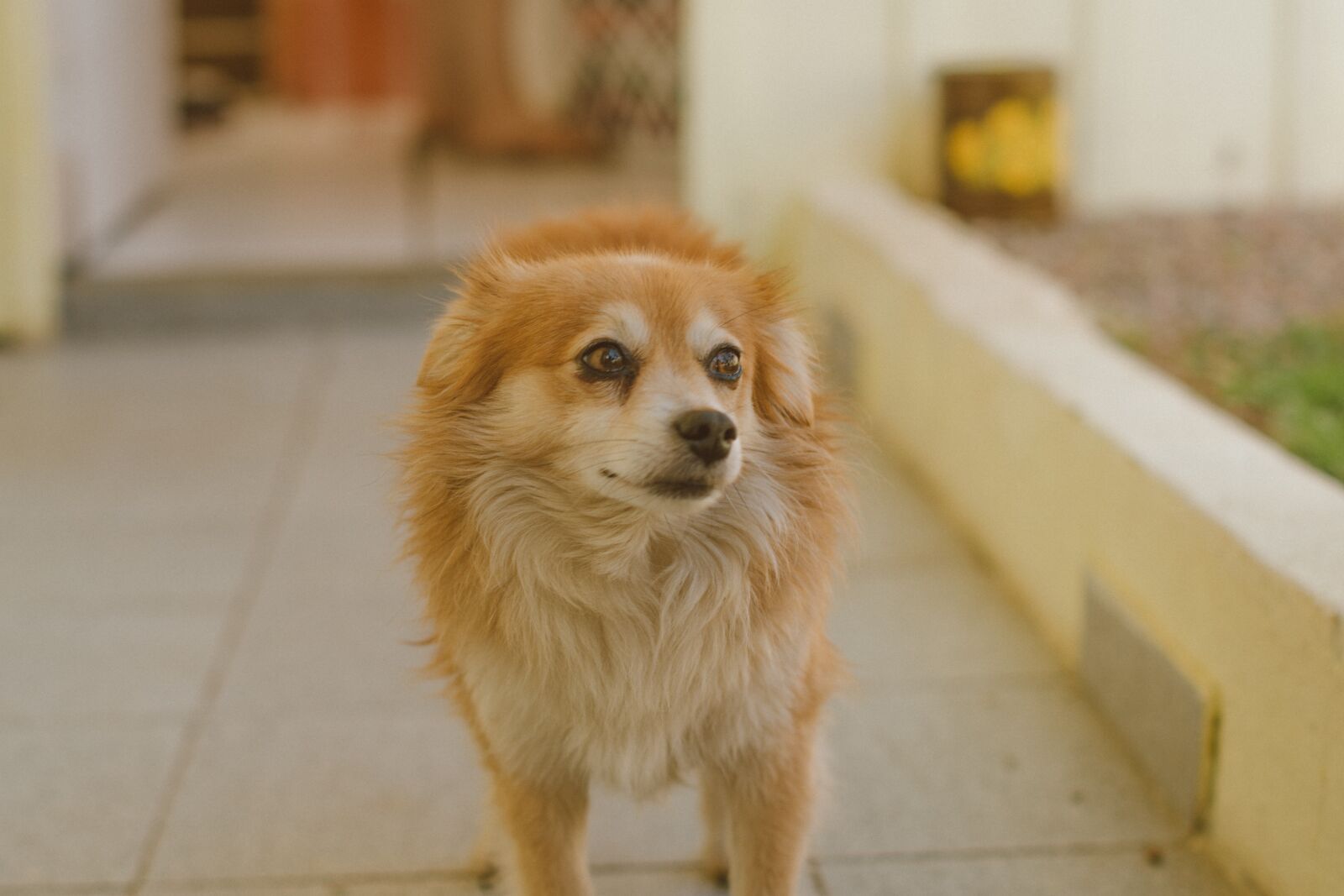 Nikon D7500 sample photo. Dog, cão, cachorro photography