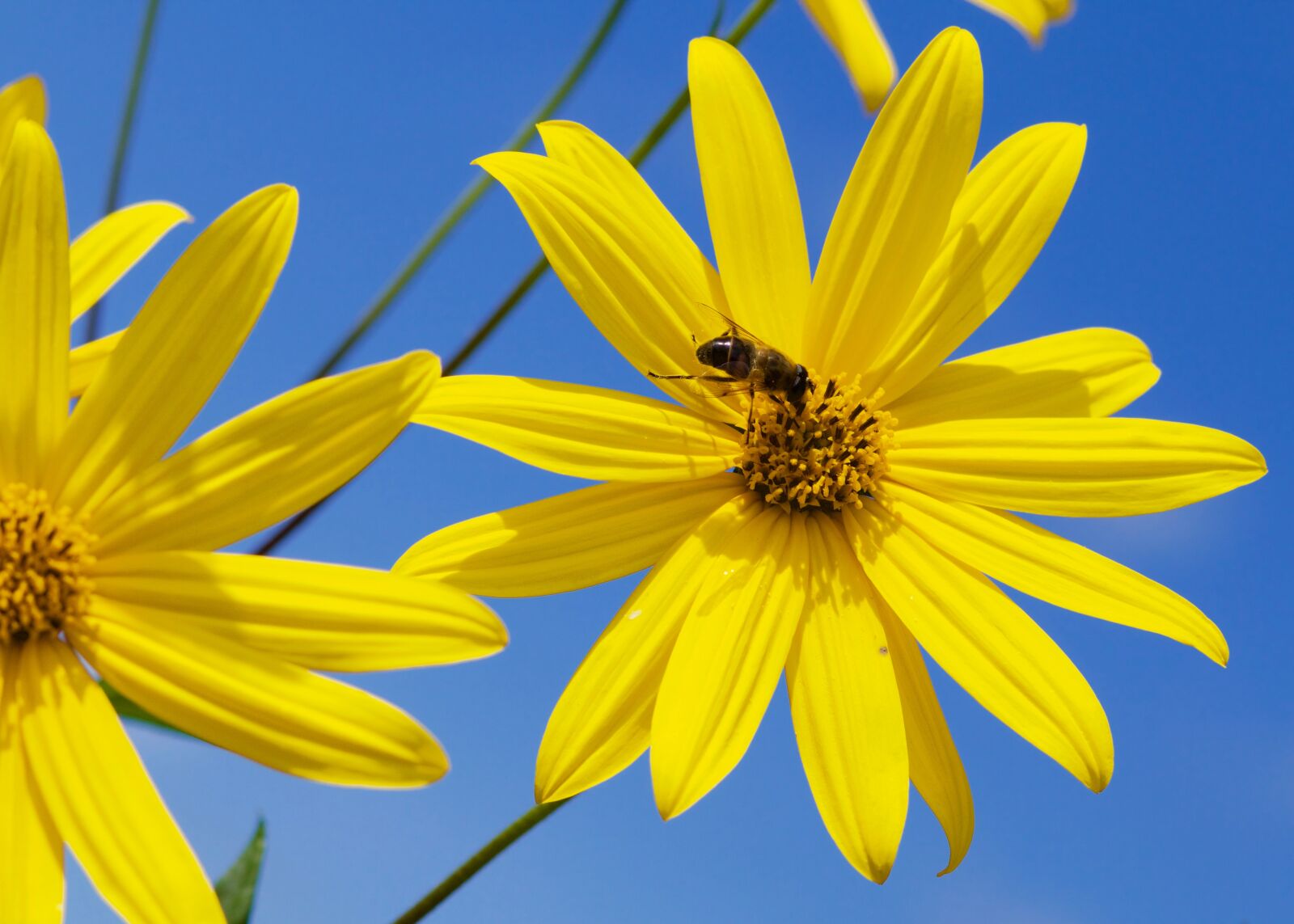 Canon EOS 70D + Canon EF 85mm F1.8 USM sample photo. Bee, geese flower, flower photography