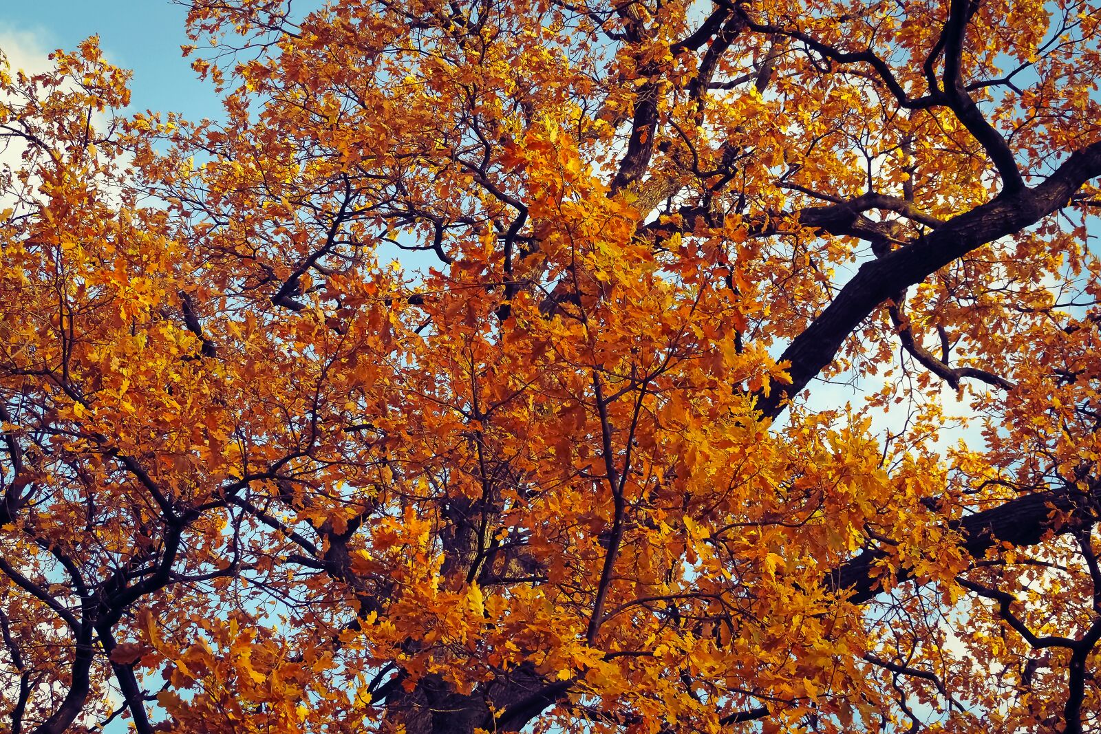 Olympus OM-D E-M10 sample photo. Nature, tree, forest photography