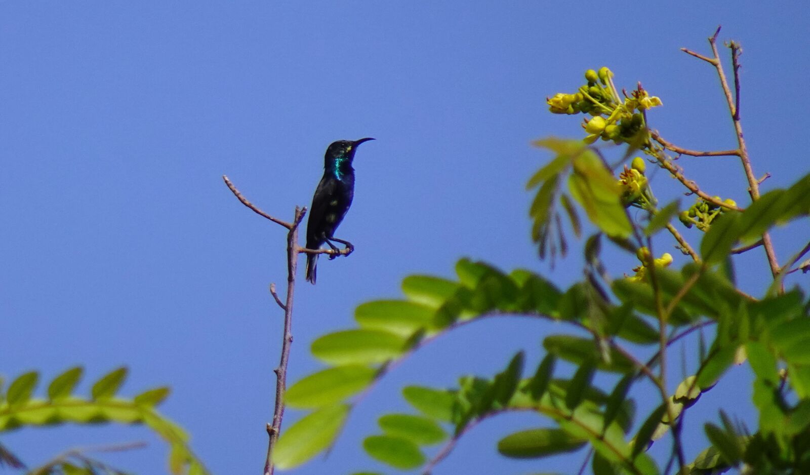 Sony DSC-WX800 sample photo. Bird, purple sunbird, cinnyris photography
