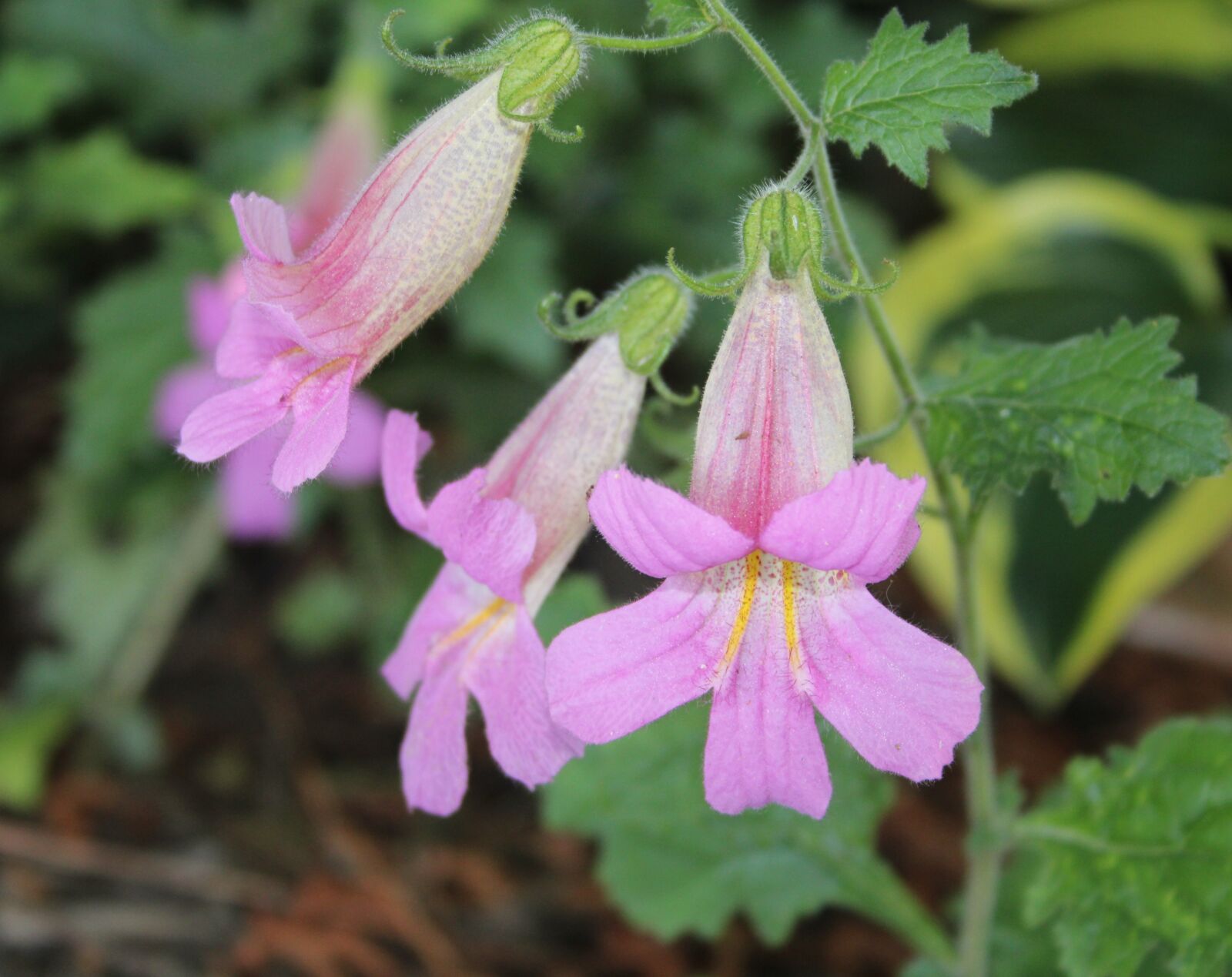 Canon EF-S 18-55mm F3.5-5.6 II sample photo. Chinese foxglove, pink tubular photography