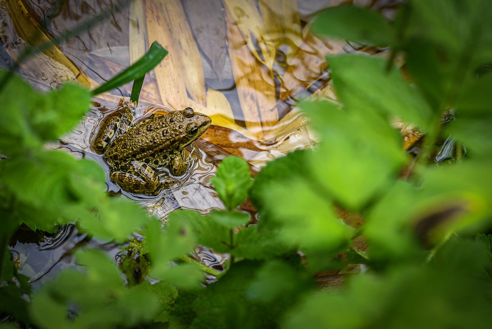Nikon D750 sample photo. Frog, pond, animal photography