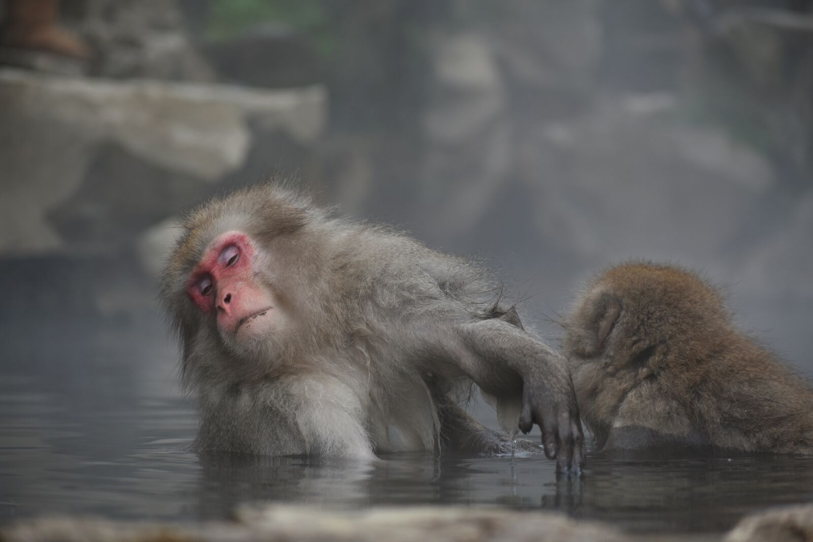 Nikon D7200 sample photo. Animal, monkey, baby japanese photography