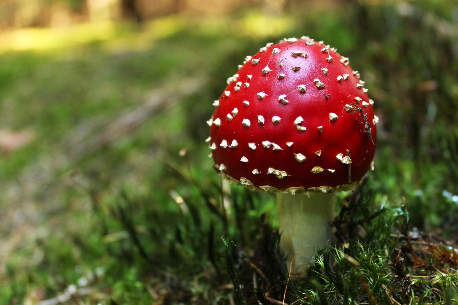 Canon EOS 600D (Rebel EOS T3i / EOS Kiss X5) sample photo. Fungus, forest, toadstool photography