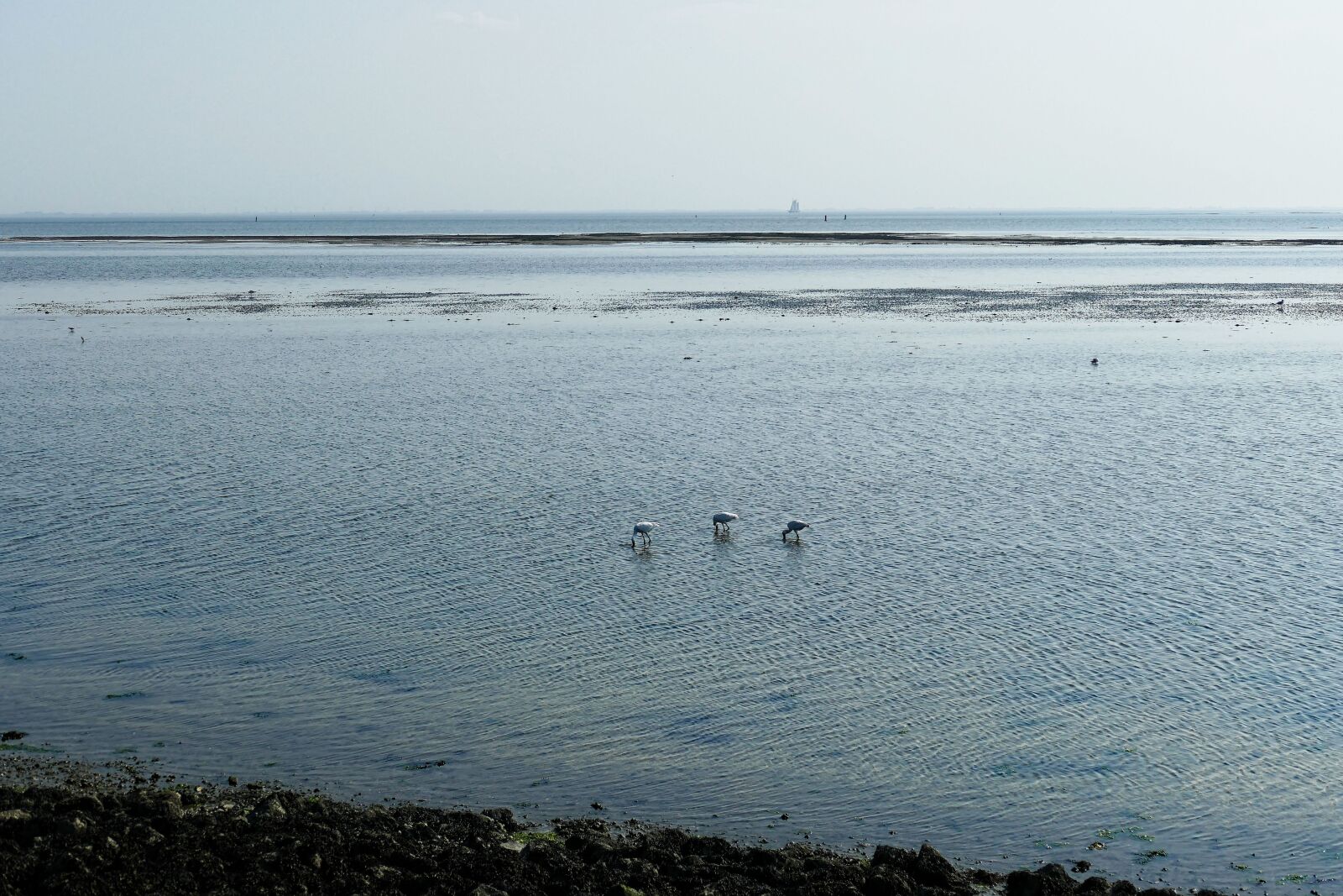 Panasonic Lumix DMC-FZ1000 sample photo. Sea, wadden sea, coast photography