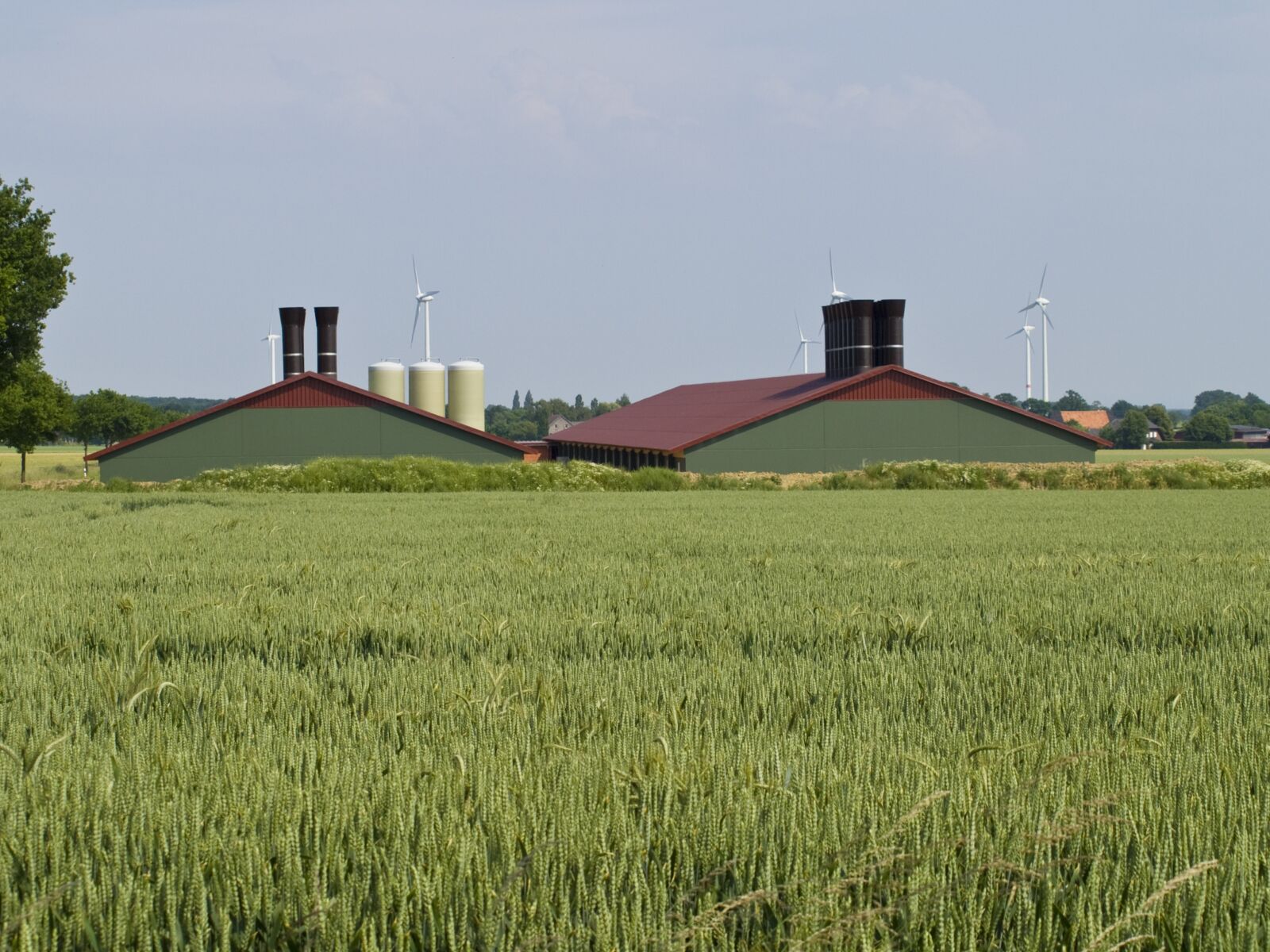 Olympus E-420 (EVOLT E-420) sample photo. Field, cereals, agriculture photography