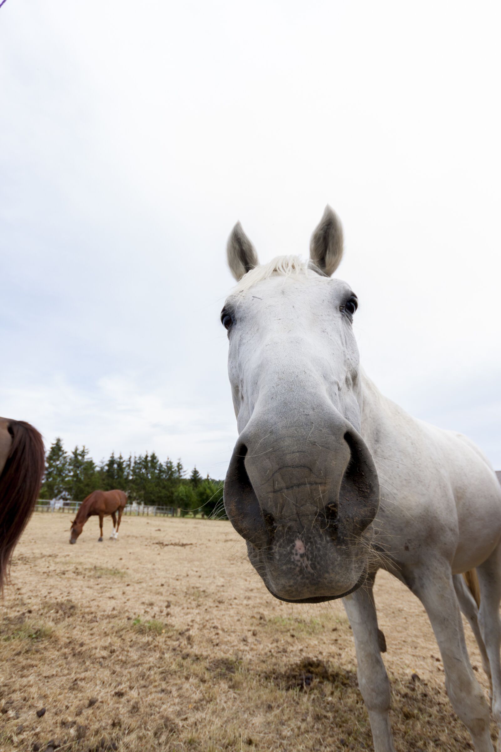 Canon EOS 50D sample photo. Horse, animal, horse head photography