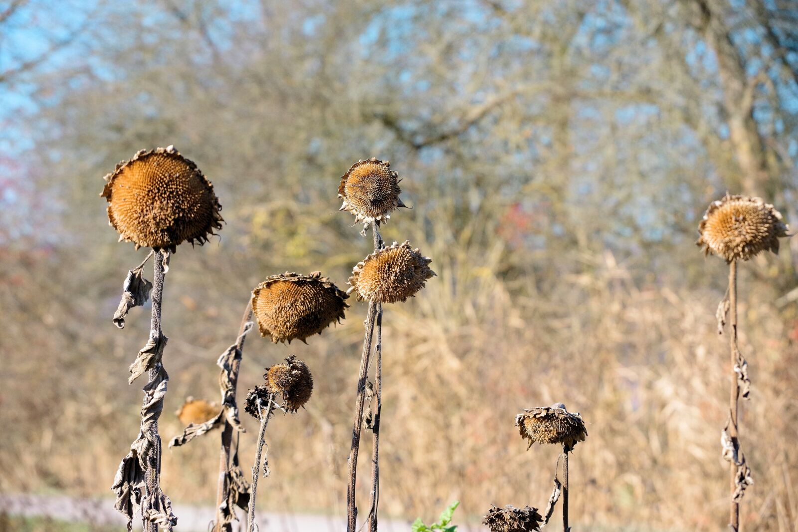 Pentax K-70 sample photo. Faded, dry, sunflower photography