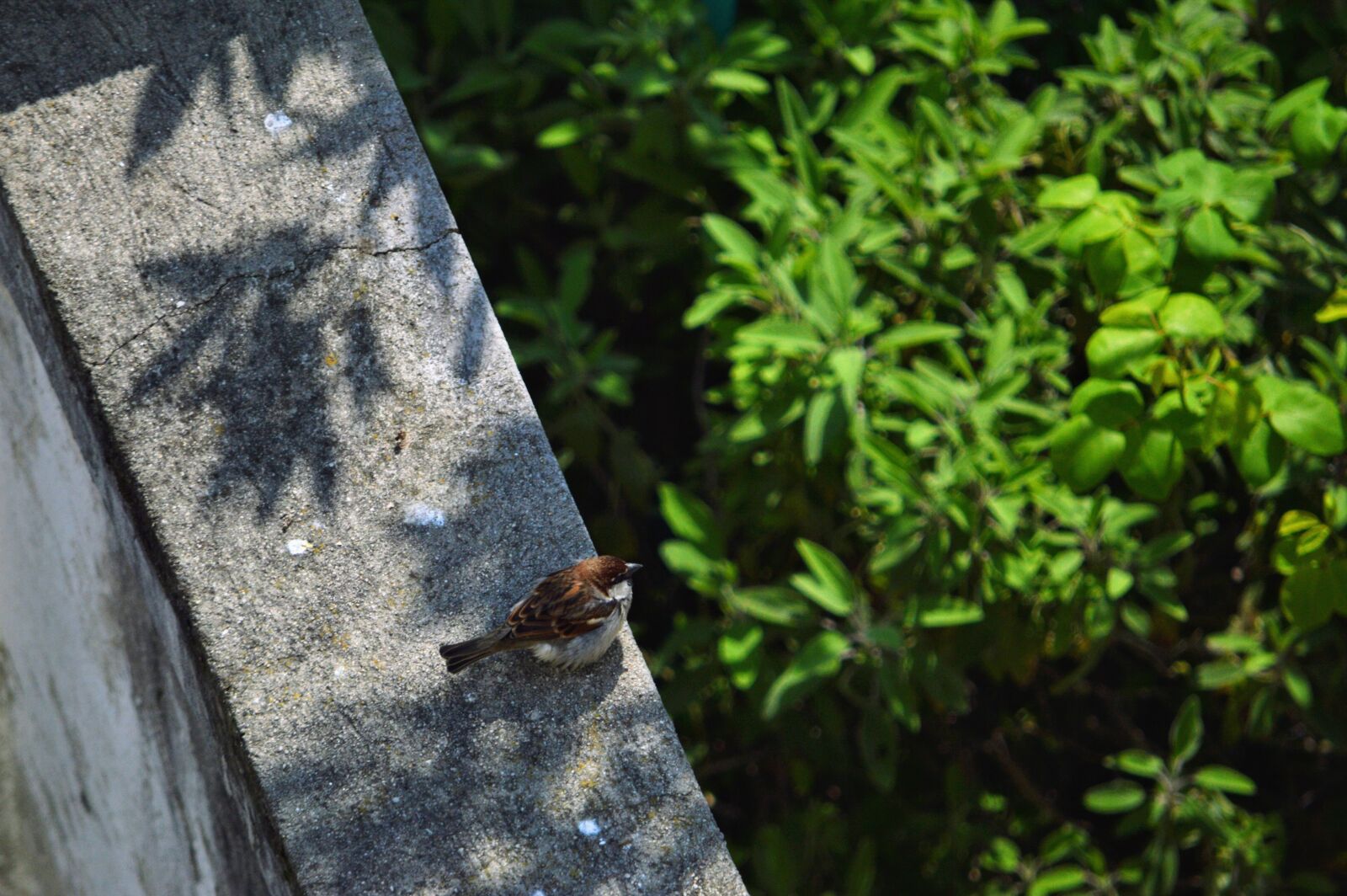 Nikon D3200 sample photo. Bird, little sparrow, courtyard photography