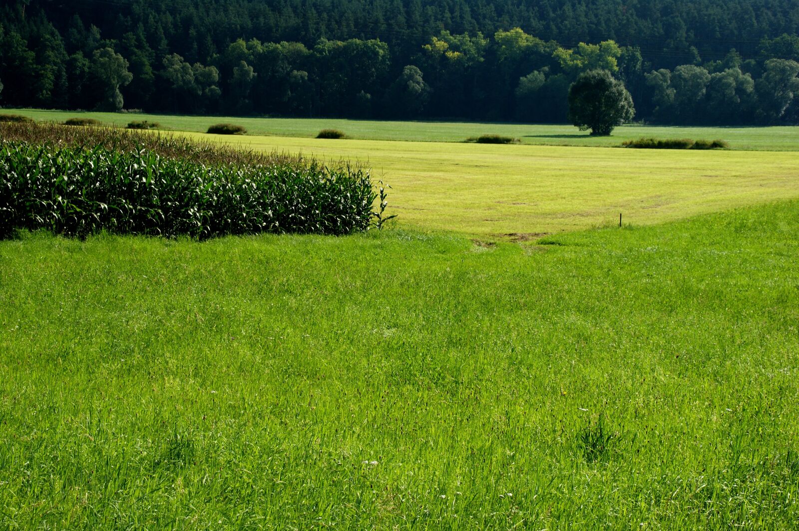 Sony Alpha DSLR-A350 sample photo. Field, nature, pasture photography