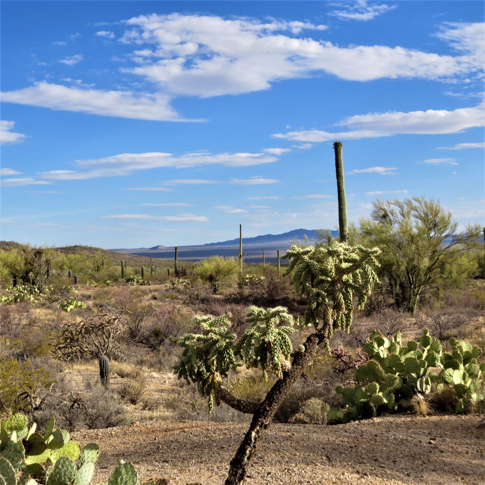 Canon PowerShot SX50 HS sample photo. Cactus, desert, arizona photography