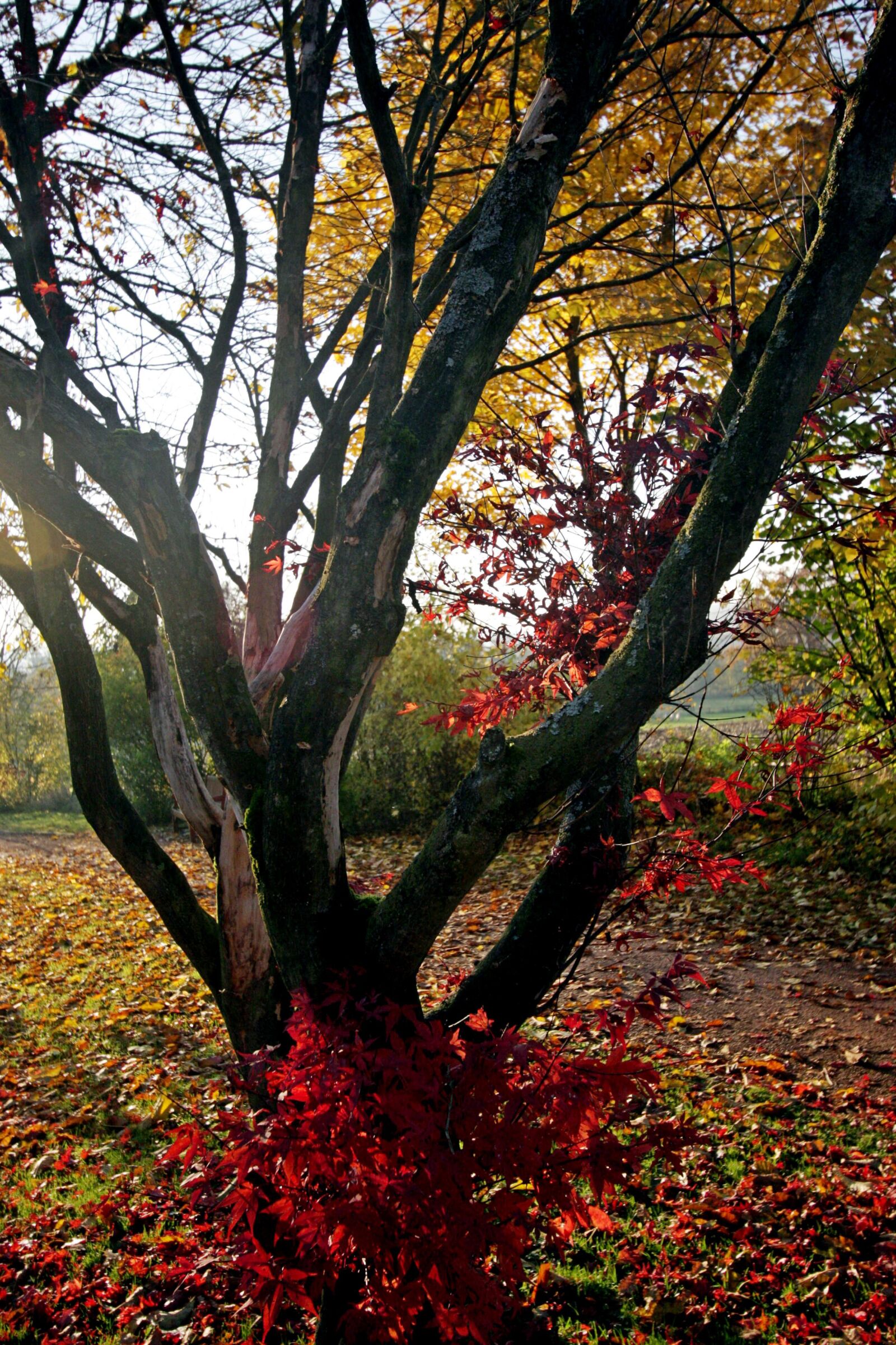Canon EOS 40D sample photo. Tree, tribe, nature photography