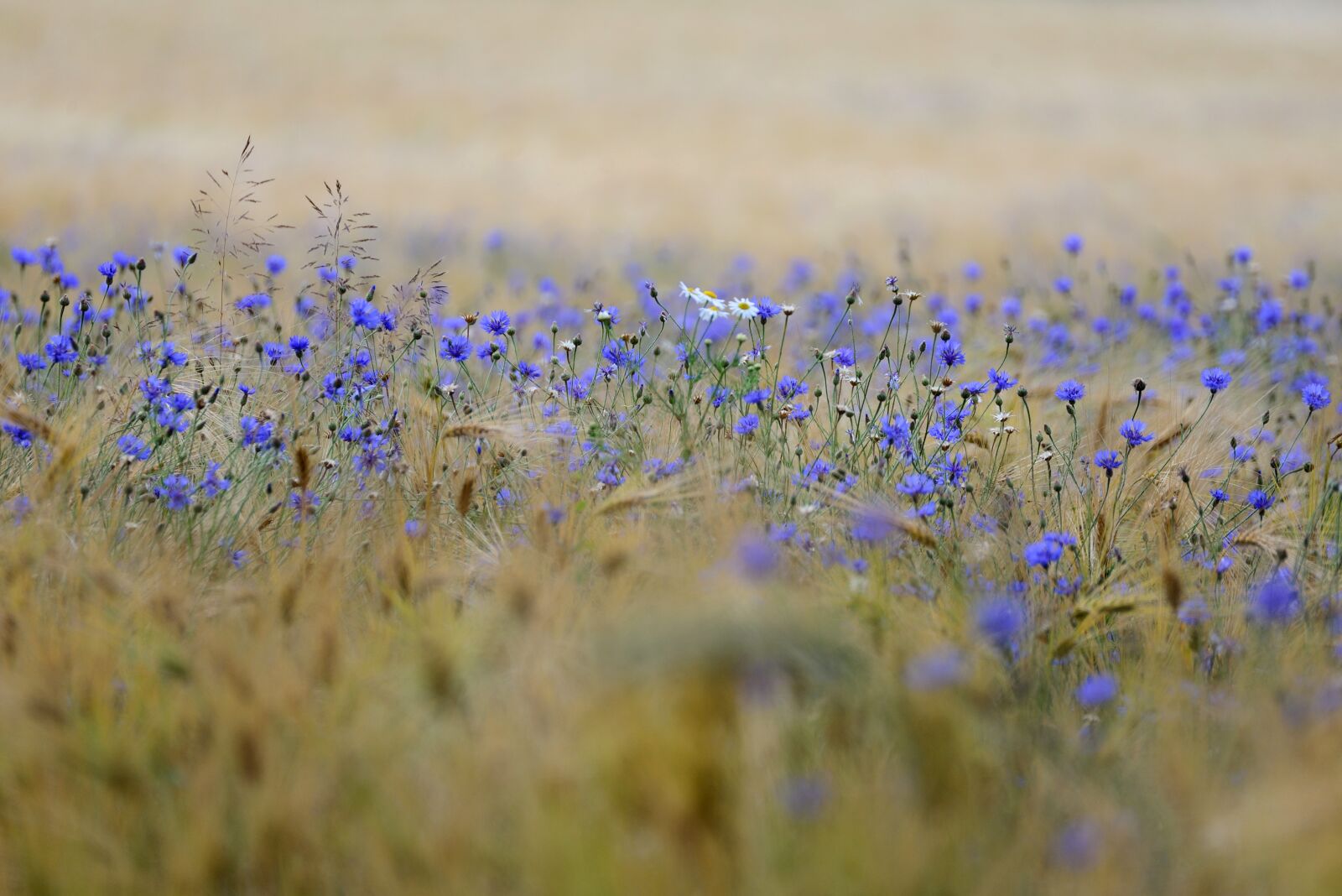 Nikon D610 sample photo. Cereals, cornflowers, cornfield photography