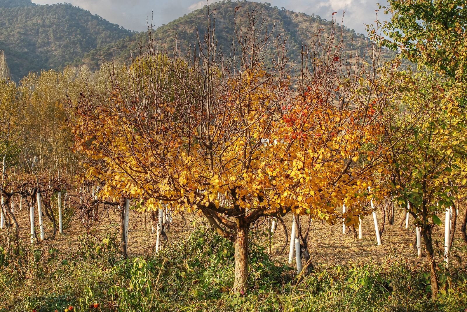 Nikon D80 sample photo. Autumn, sadness, leaves photography