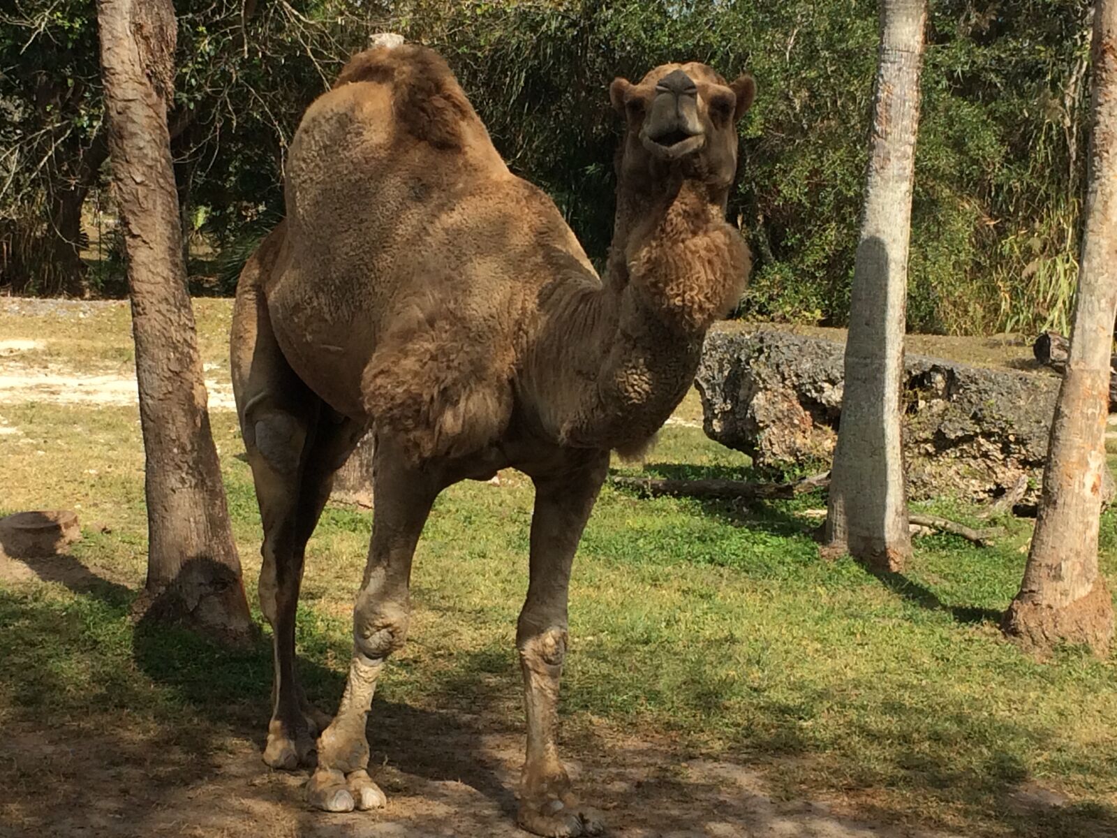 Apple iPhone 5s sample photo. Camel, egypt, dromedary photography