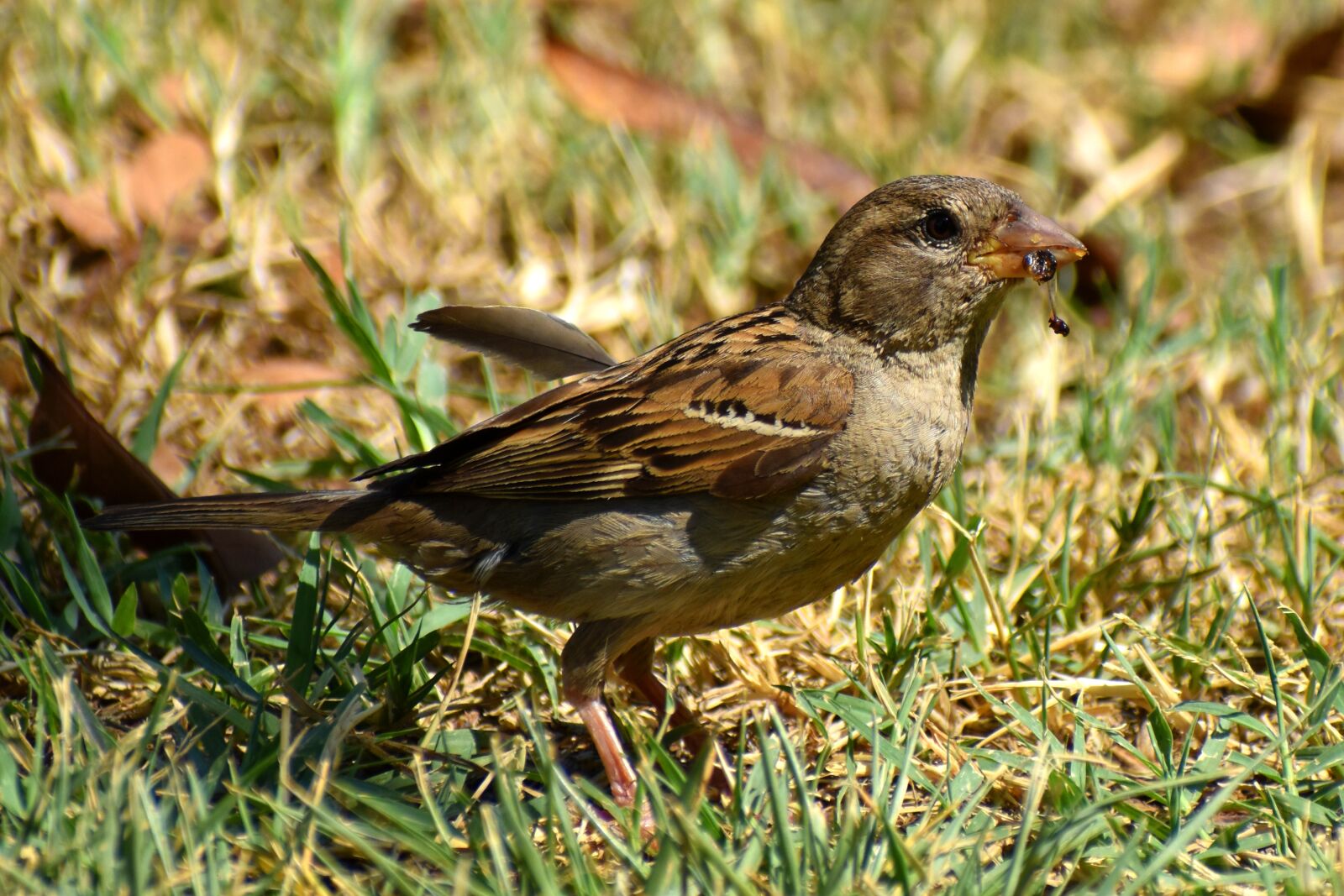 Nikon D3500 sample photo. Sparrow, bird, little photography