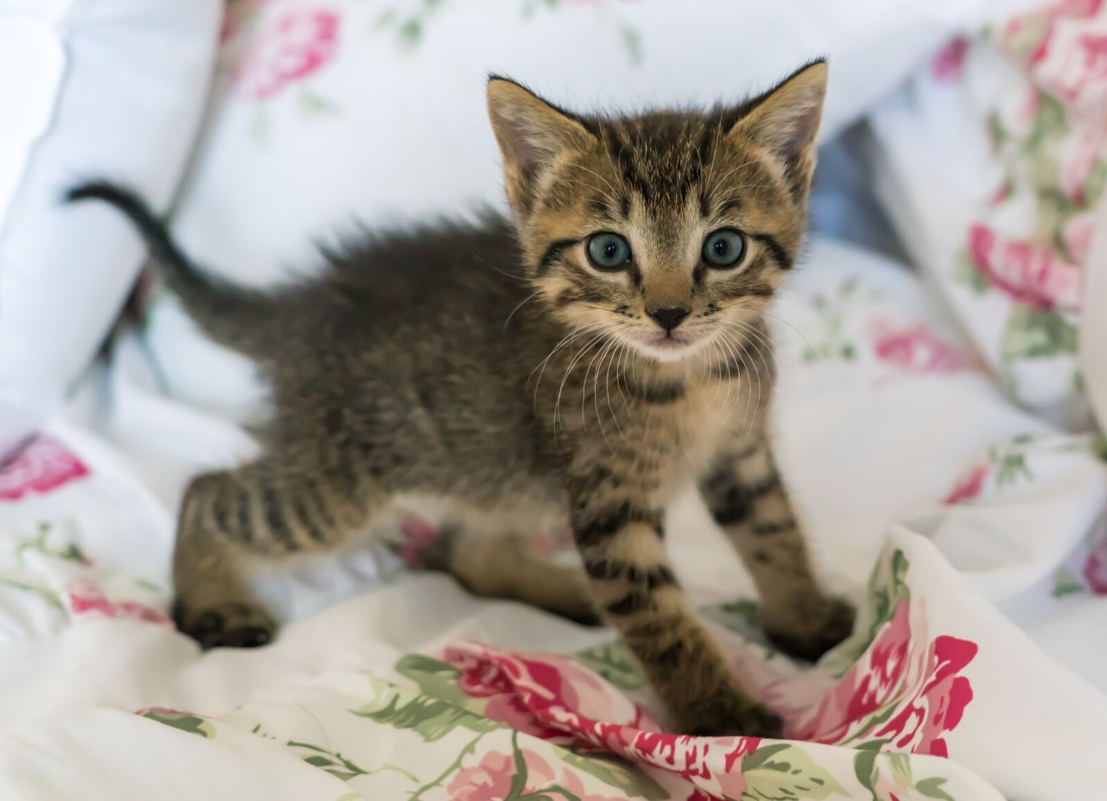 Sony a7R II + Sony FE 24-240mm F3.5-6.3 OSS sample photo. Kitten, newborn, cat photography