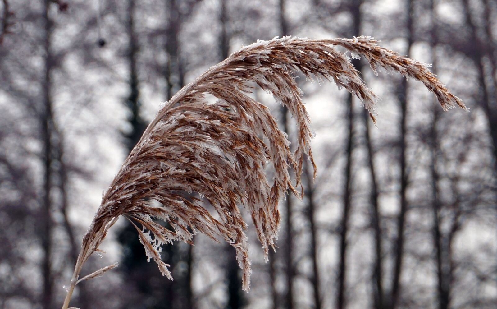 Sony E 16-50mm F3.5-5.6 PZ OSS sample photo. Grass, winter, frost photography