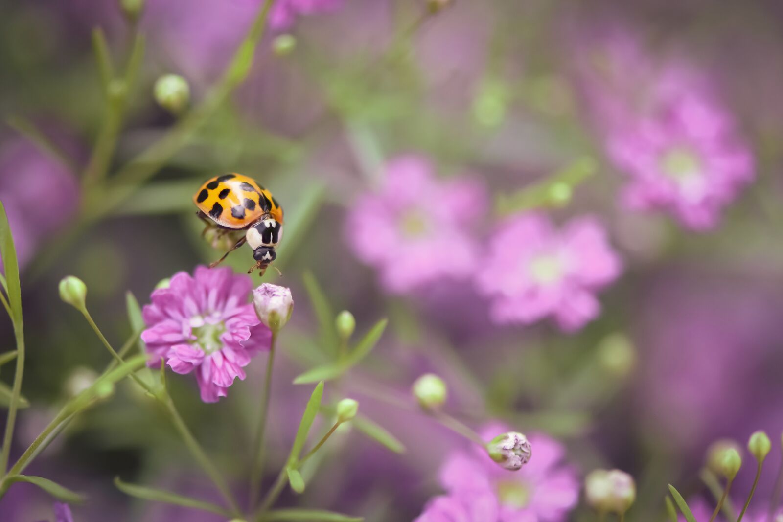 Nikon D7200 sample photo. Ladybug, flowers, insect photography