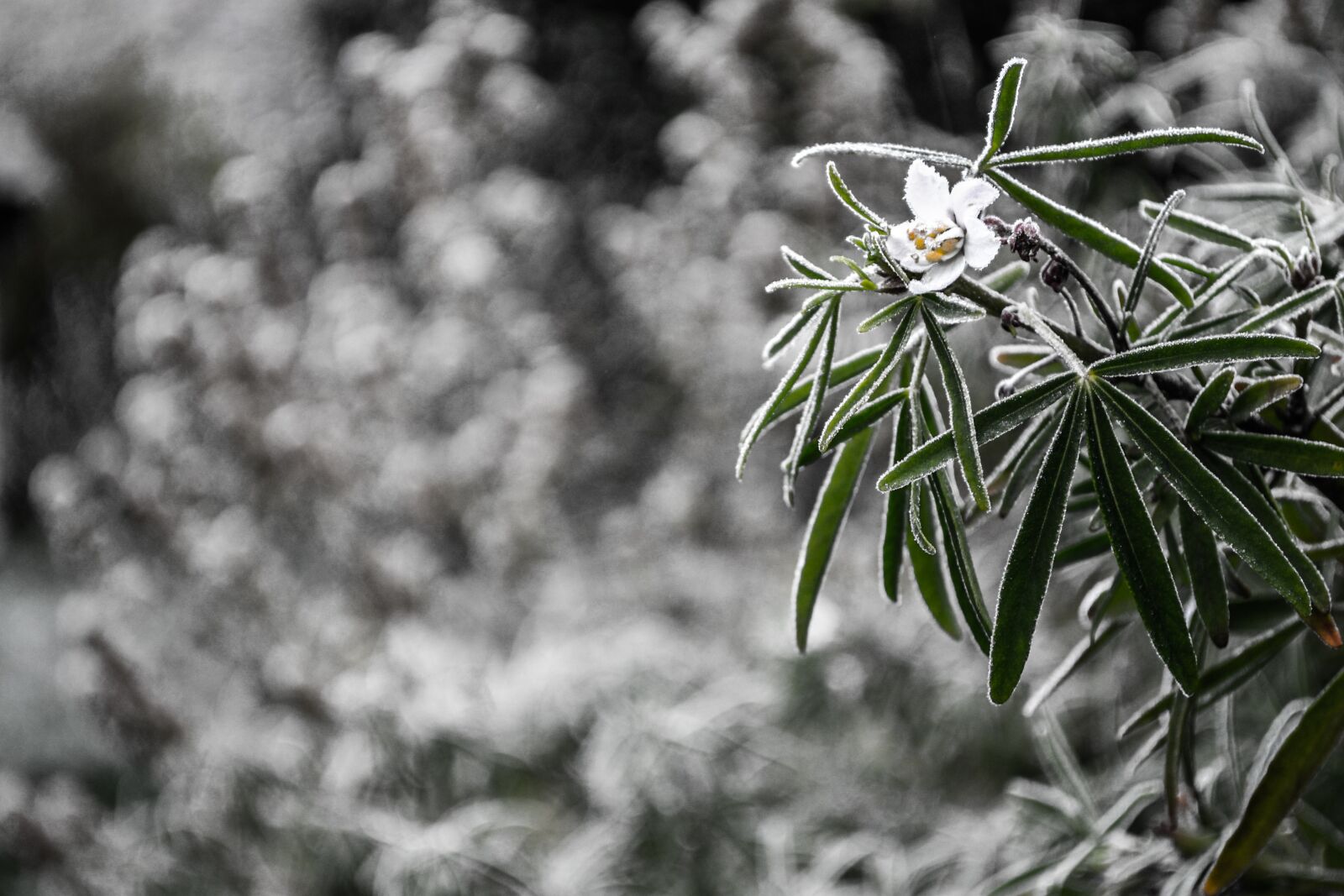 Nikon D3100 sample photo. Gel, flower, winter photography