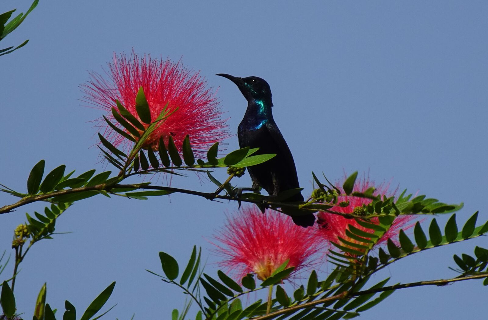 Sony DSC-WX800 sample photo. Bird, purple sunbird, cinnyris photography