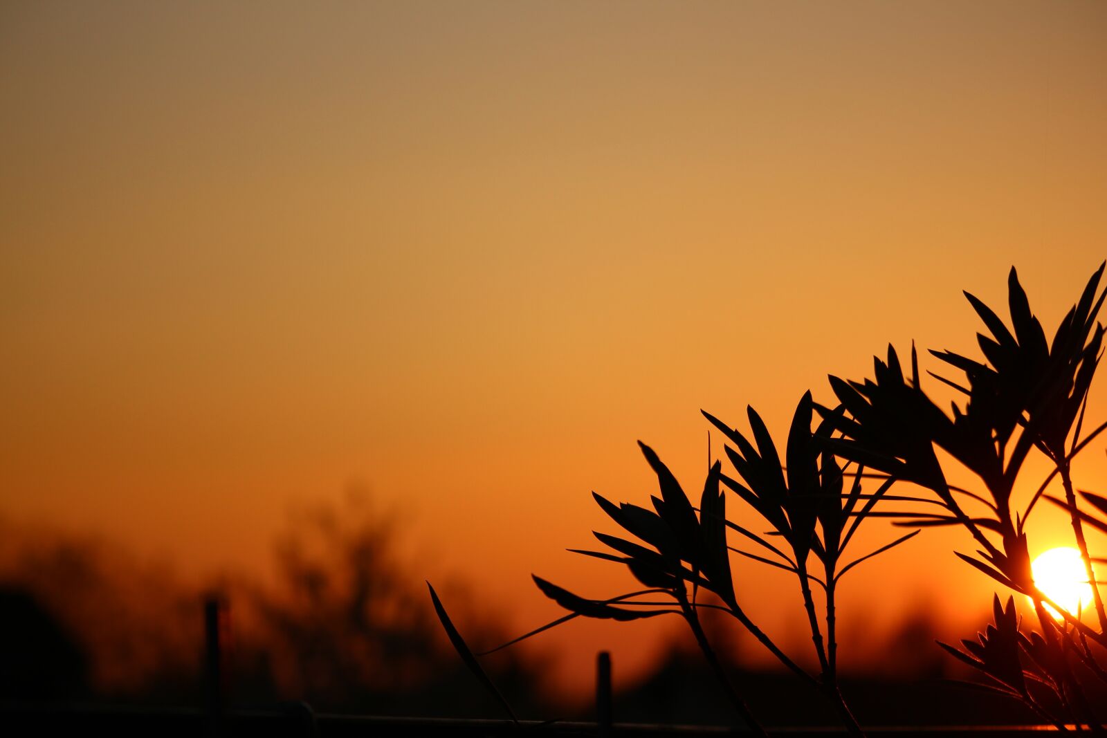 Canon EF-S 55-250mm F4-5.6 IS STM sample photo. Sunset, silhouette, sun photography