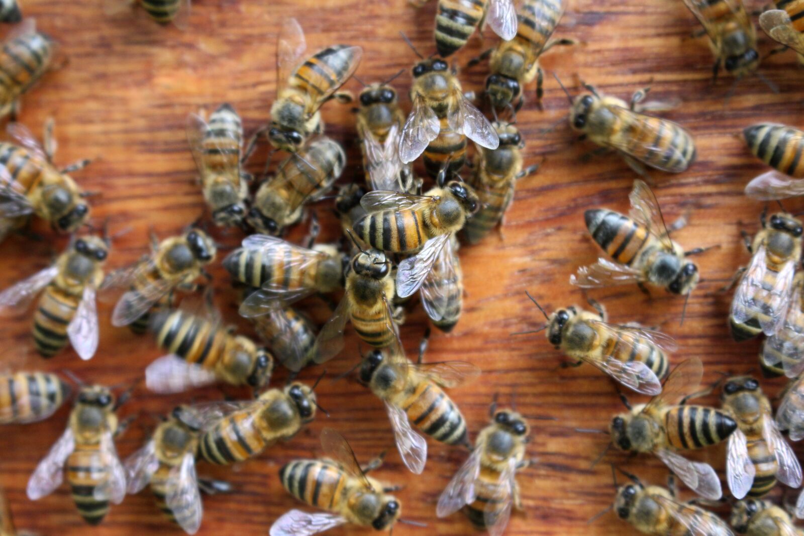Canon EOS 700D (EOS Rebel T5i / EOS Kiss X7i) sample photo. Bees, bee, pollination photography