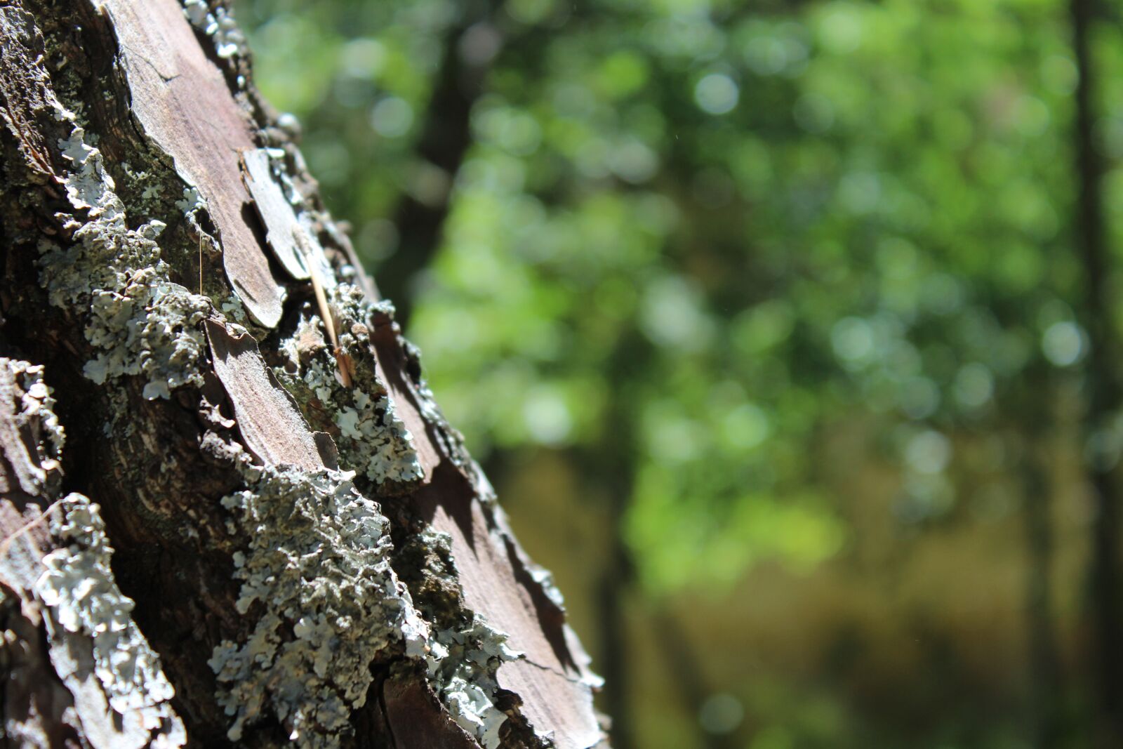 Canon EOS 1200D (EOS Rebel T5 / EOS Kiss X70 / EOS Hi) sample photo. Tree, nature, trunk photography