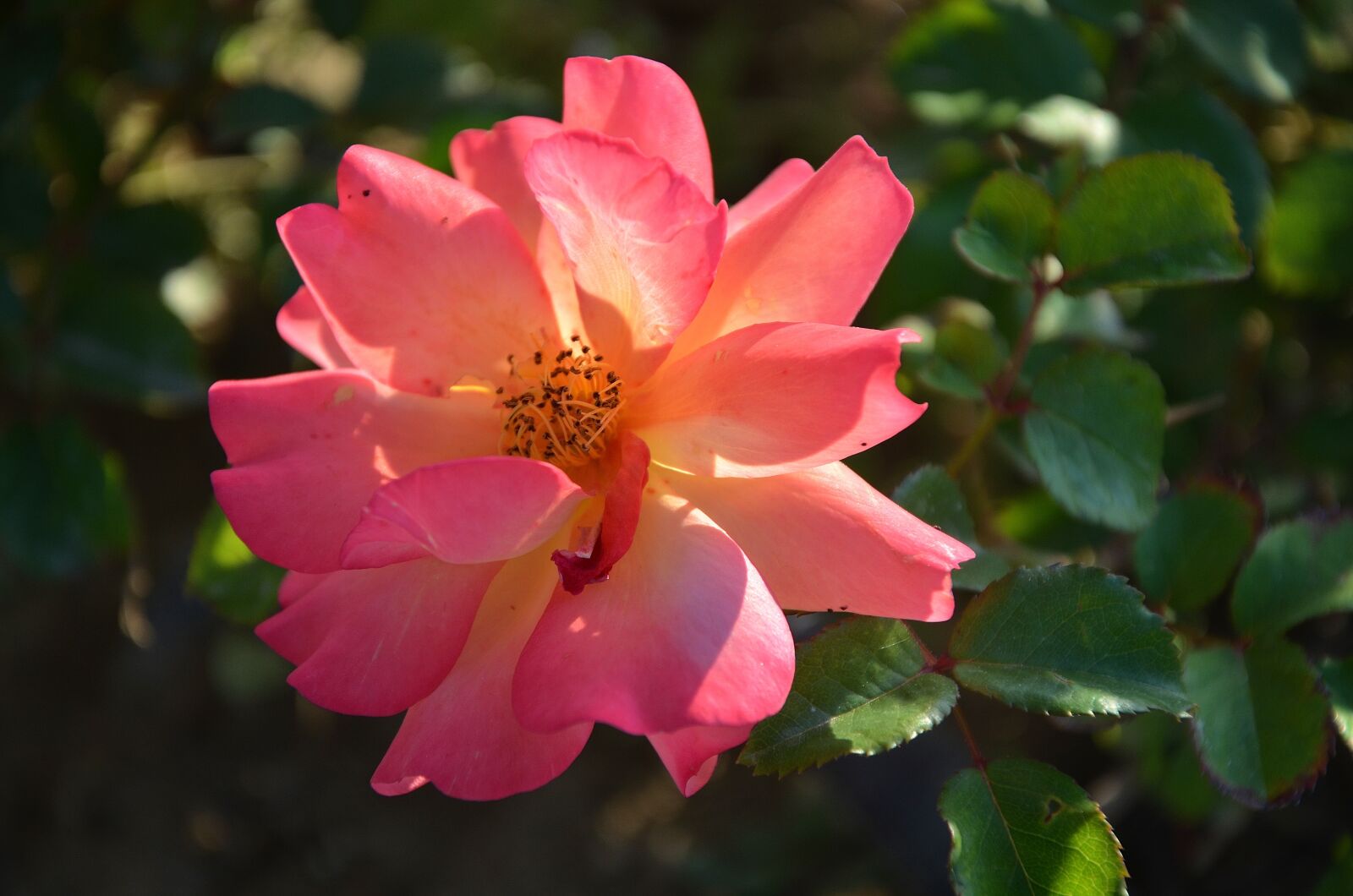 Nikon D7000 sample photo. Rose, flower, blossom photography