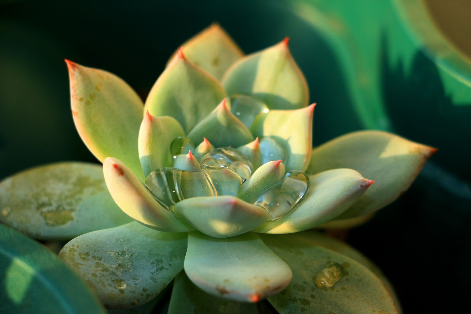 Canon EOS 70D sample photo. Echeveria, agavoide, green photography