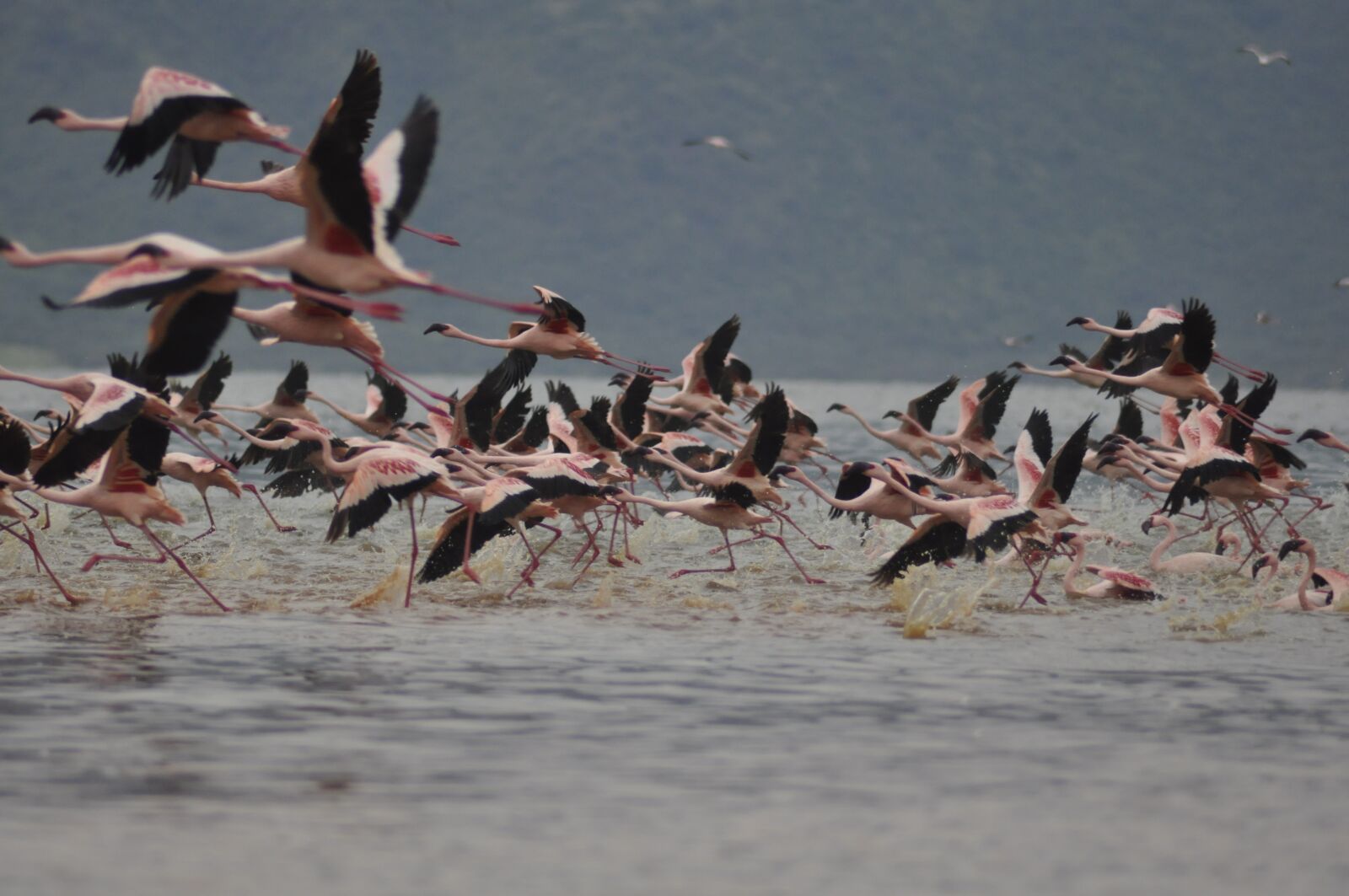 Nikon D90 sample photo. Flamingos, flying, flight photography