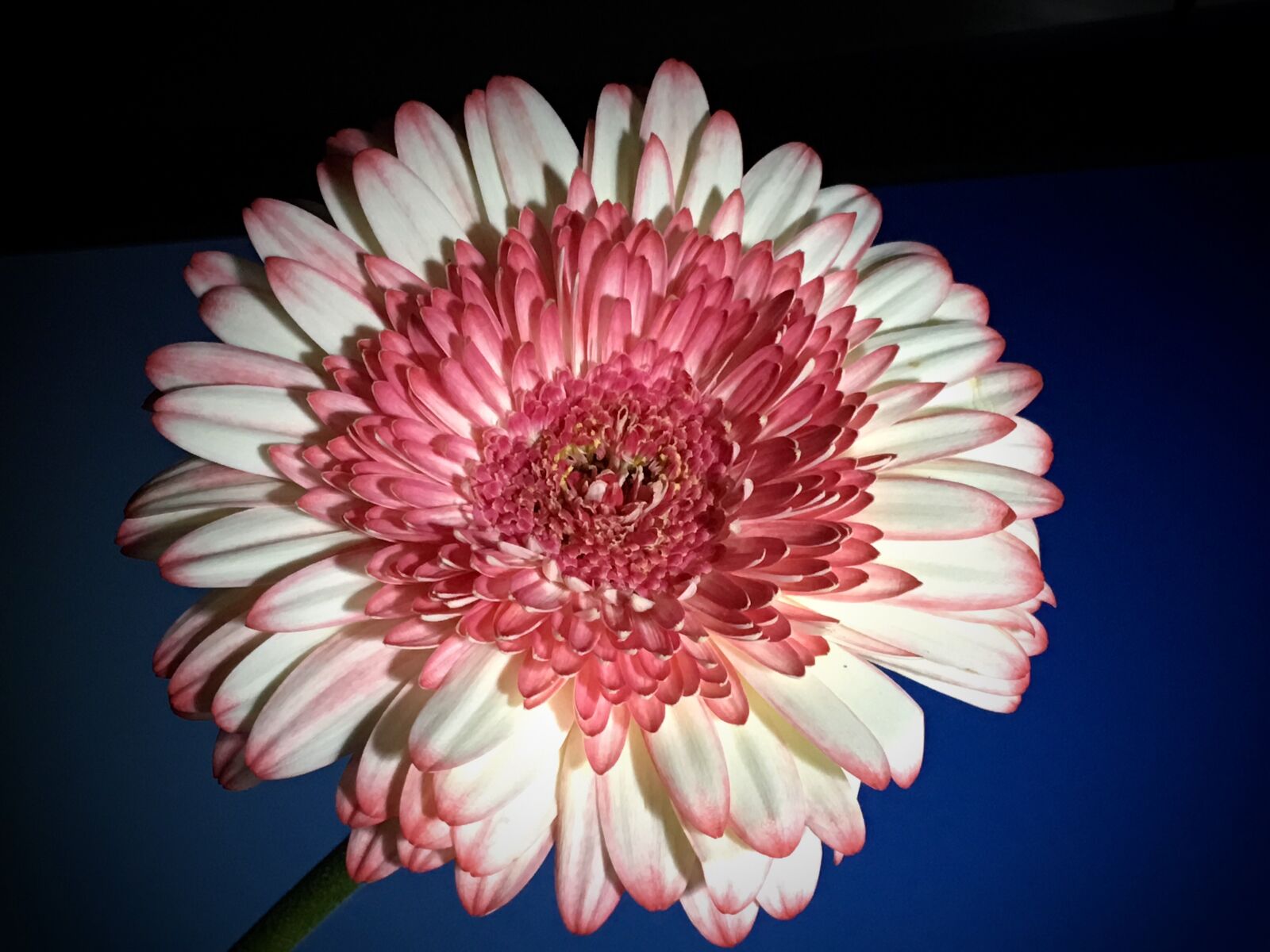 iPhone 6s Plus back camera 4.15mm f/2.2 sample photo. Flower, petals, plant photography
