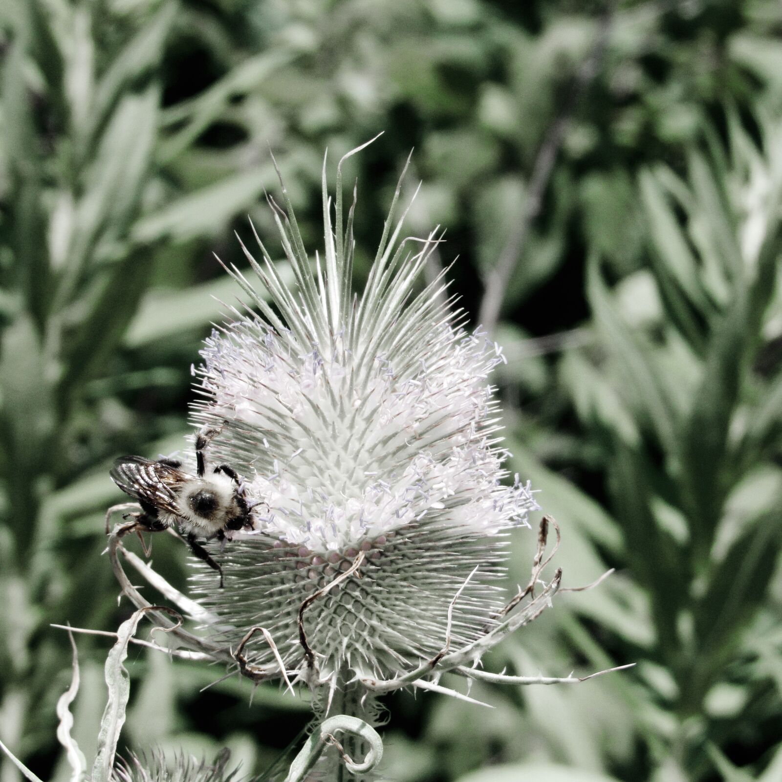 Canon PowerShot SX530 HS sample photo. Thistle, bumblebee, flower photography
